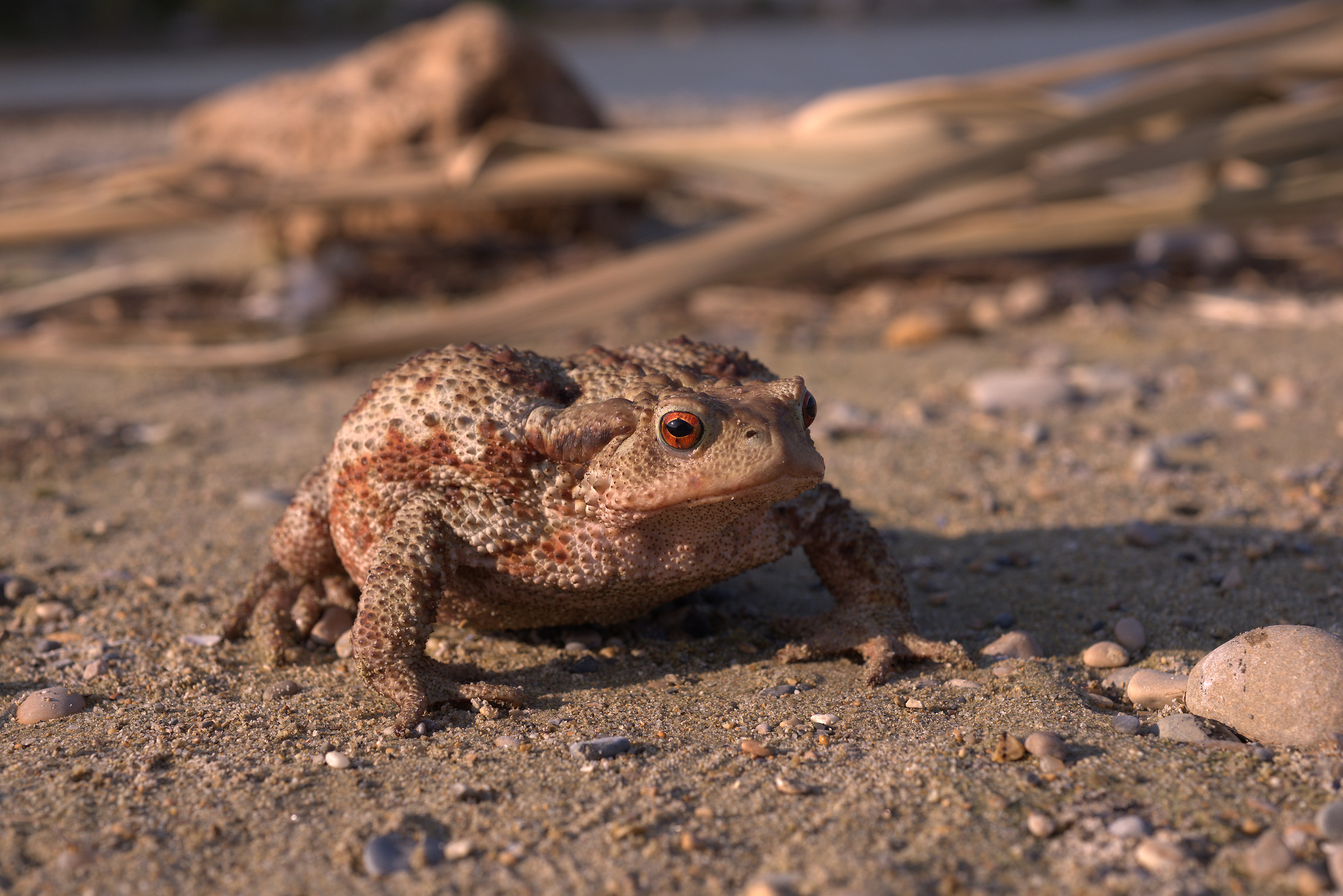 Common female toad