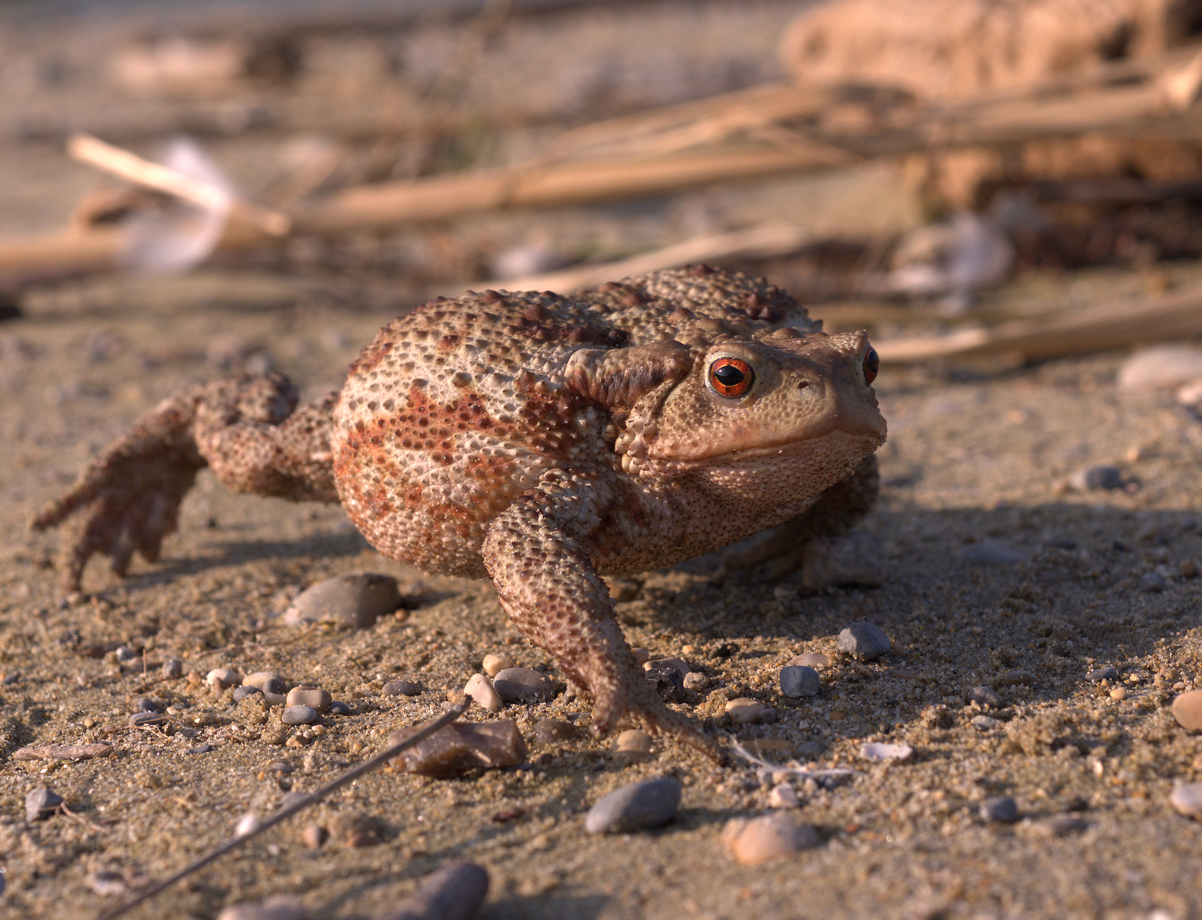 Common female toad