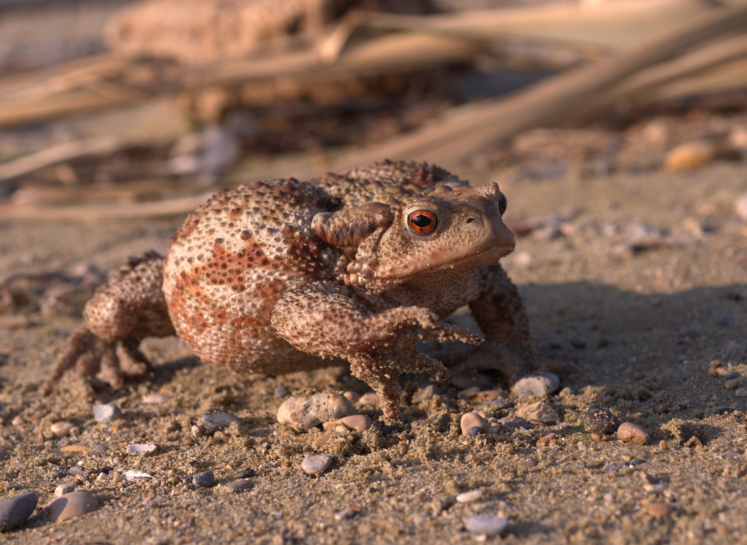 Common female toad