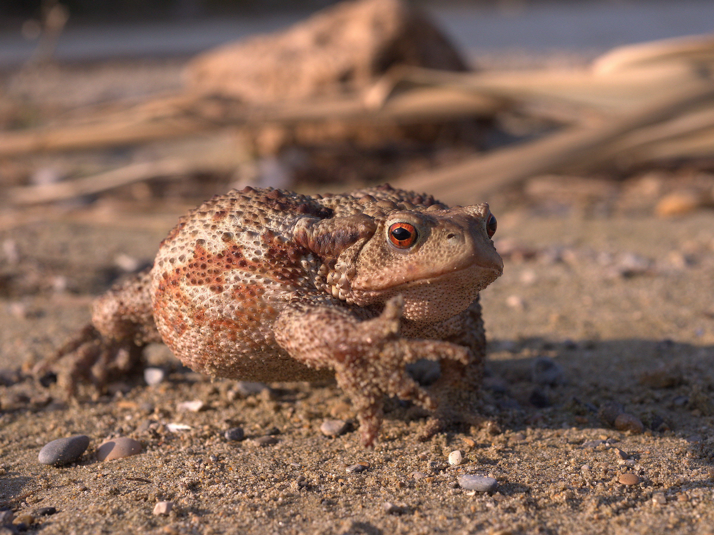 Common female toad