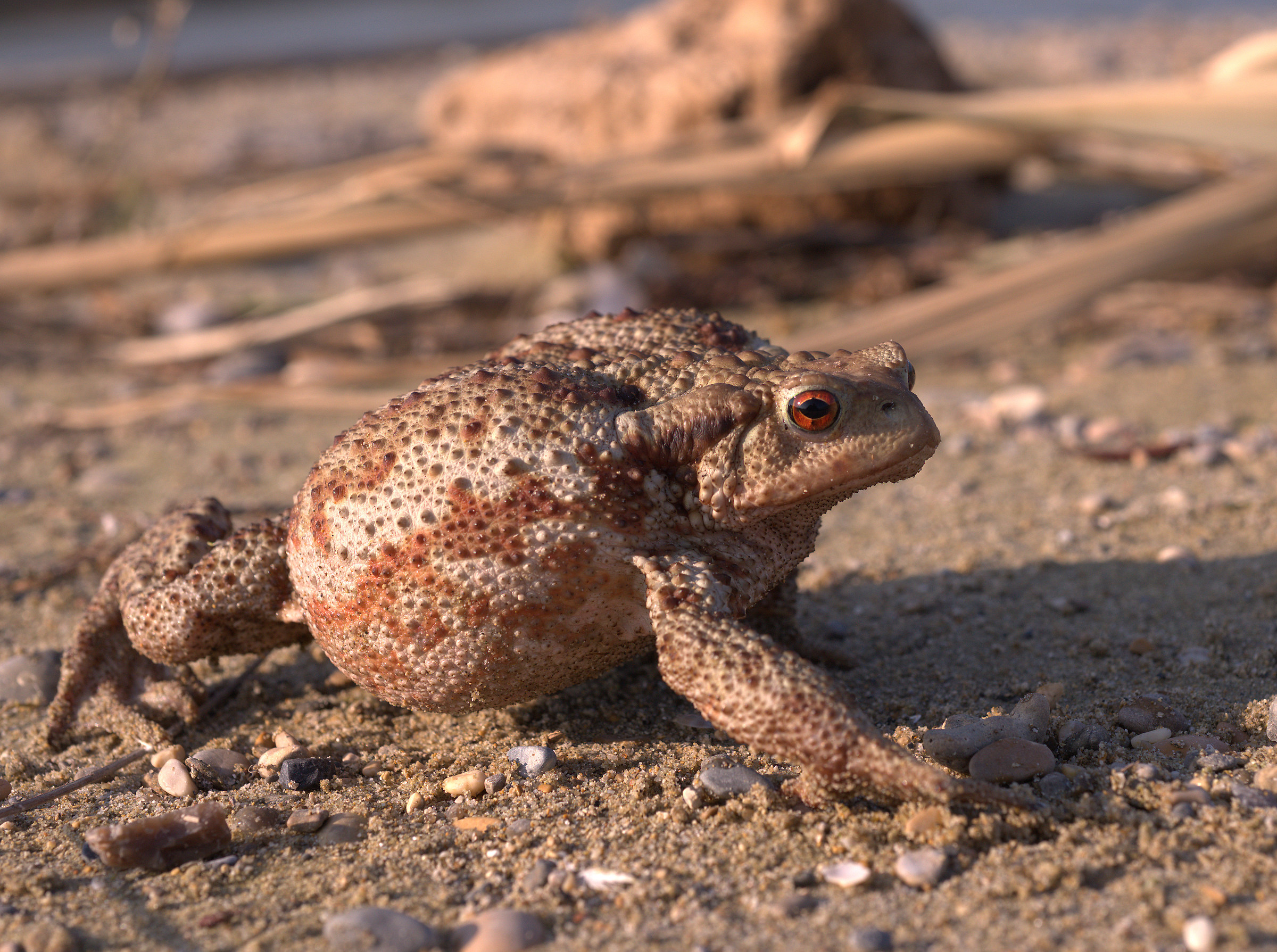 Common female toad