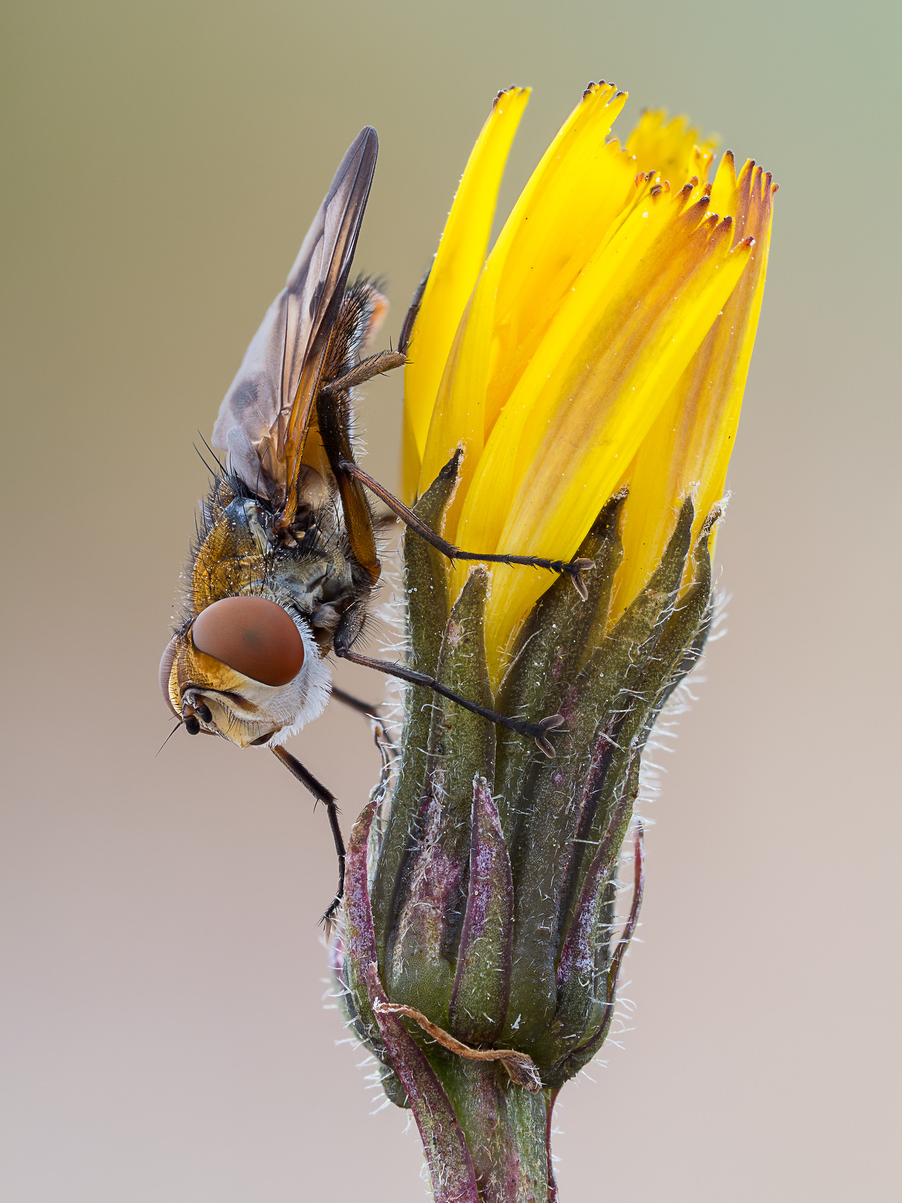 Ectophasia crassipennis