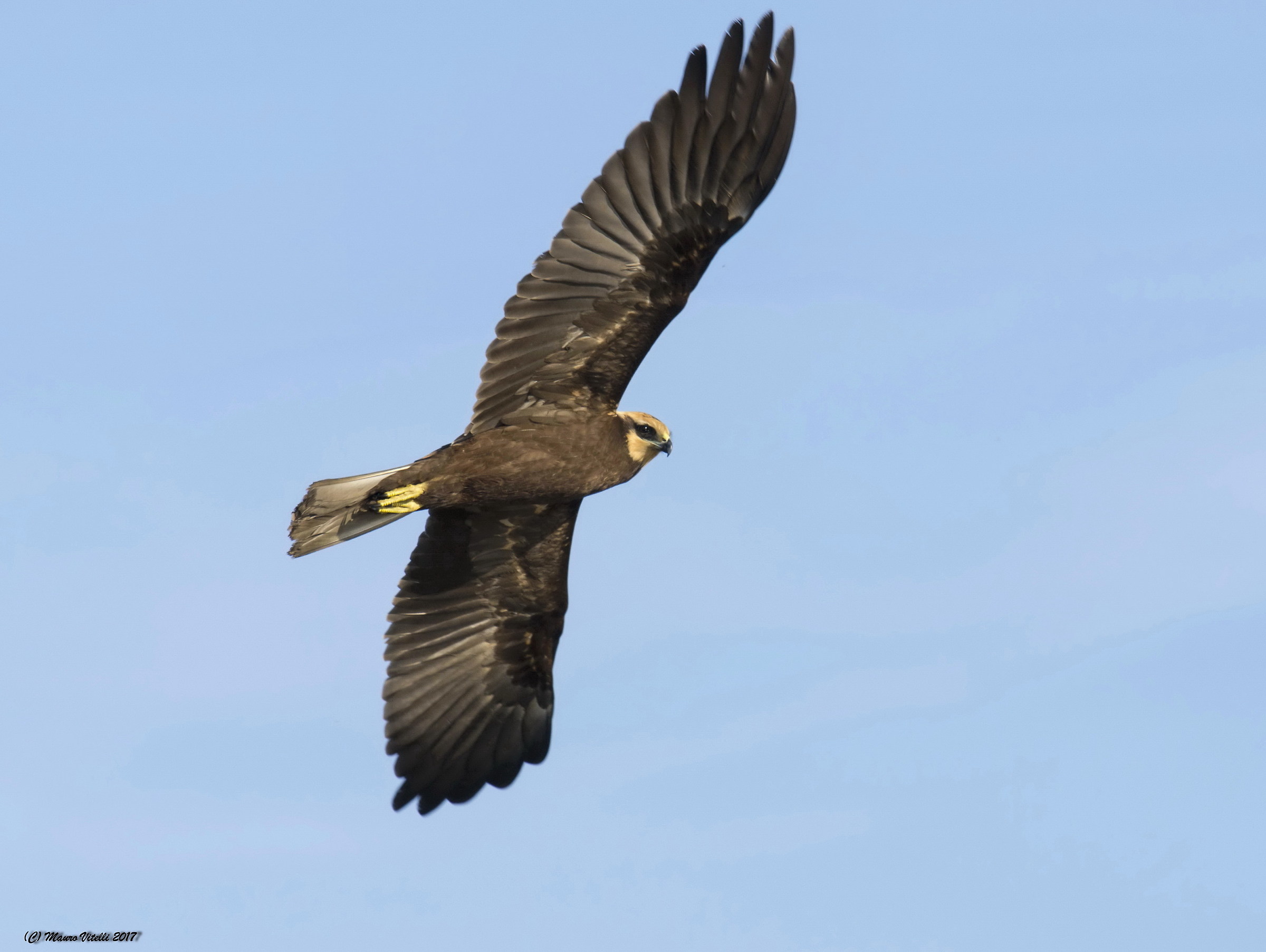 Swamp False (Female)