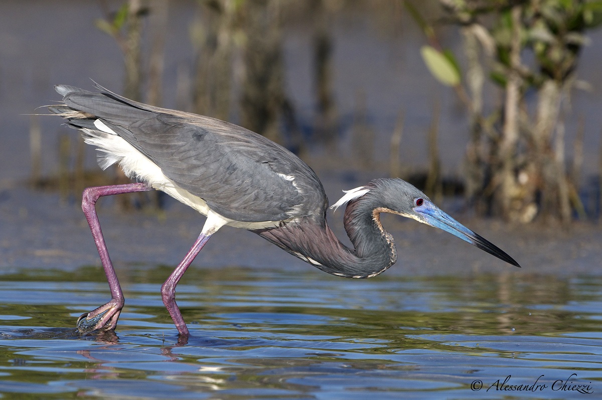 Tricolor heron