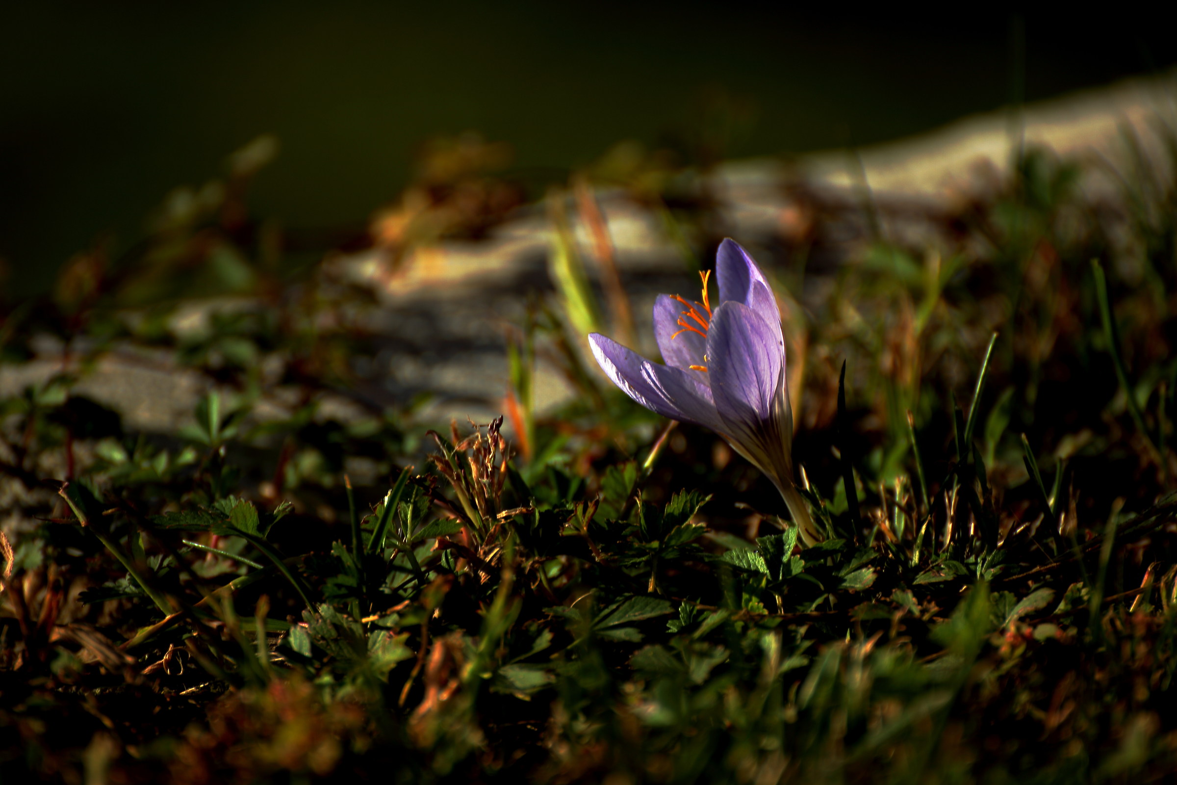 Crocus