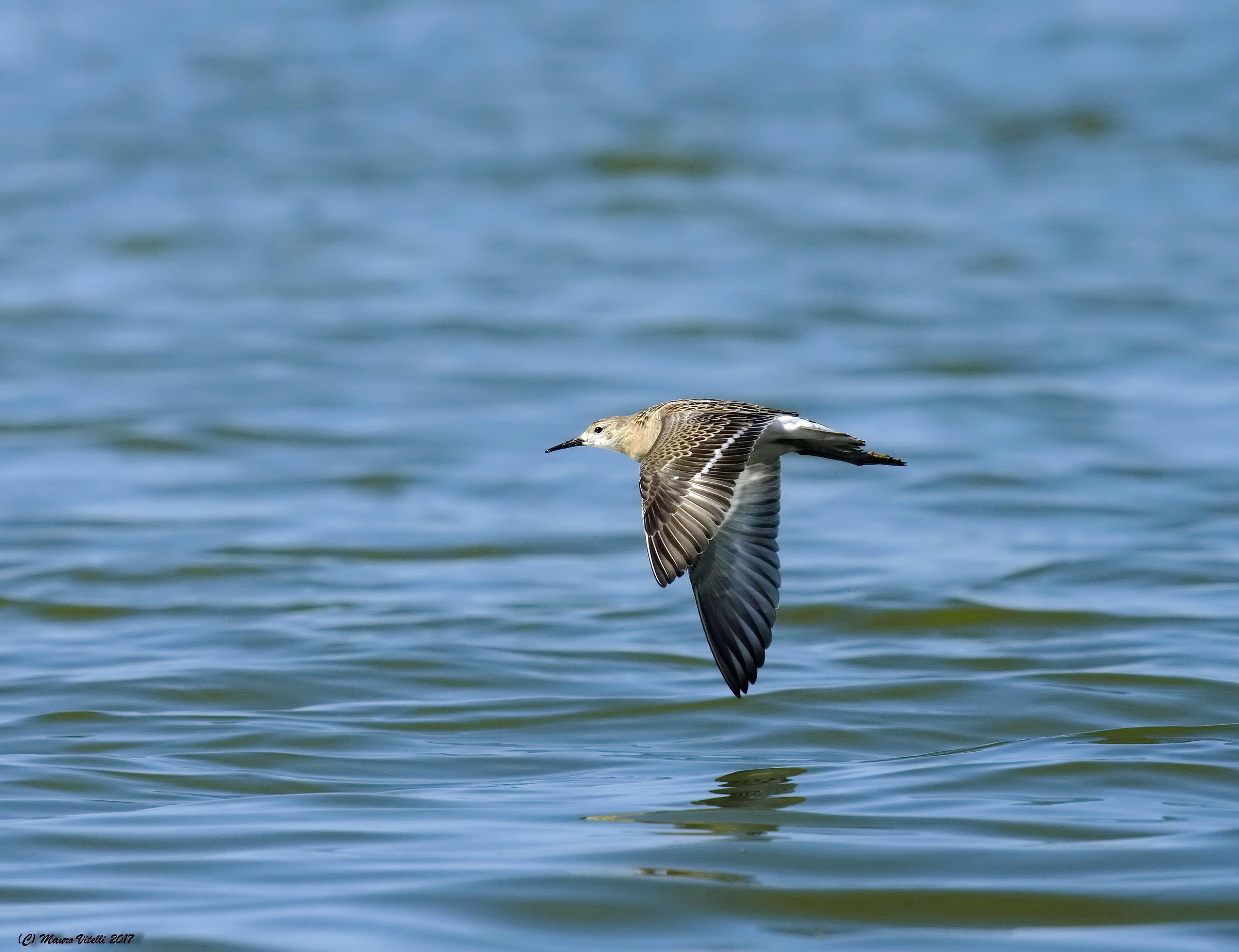 Fighter (Philomachus pugnax)