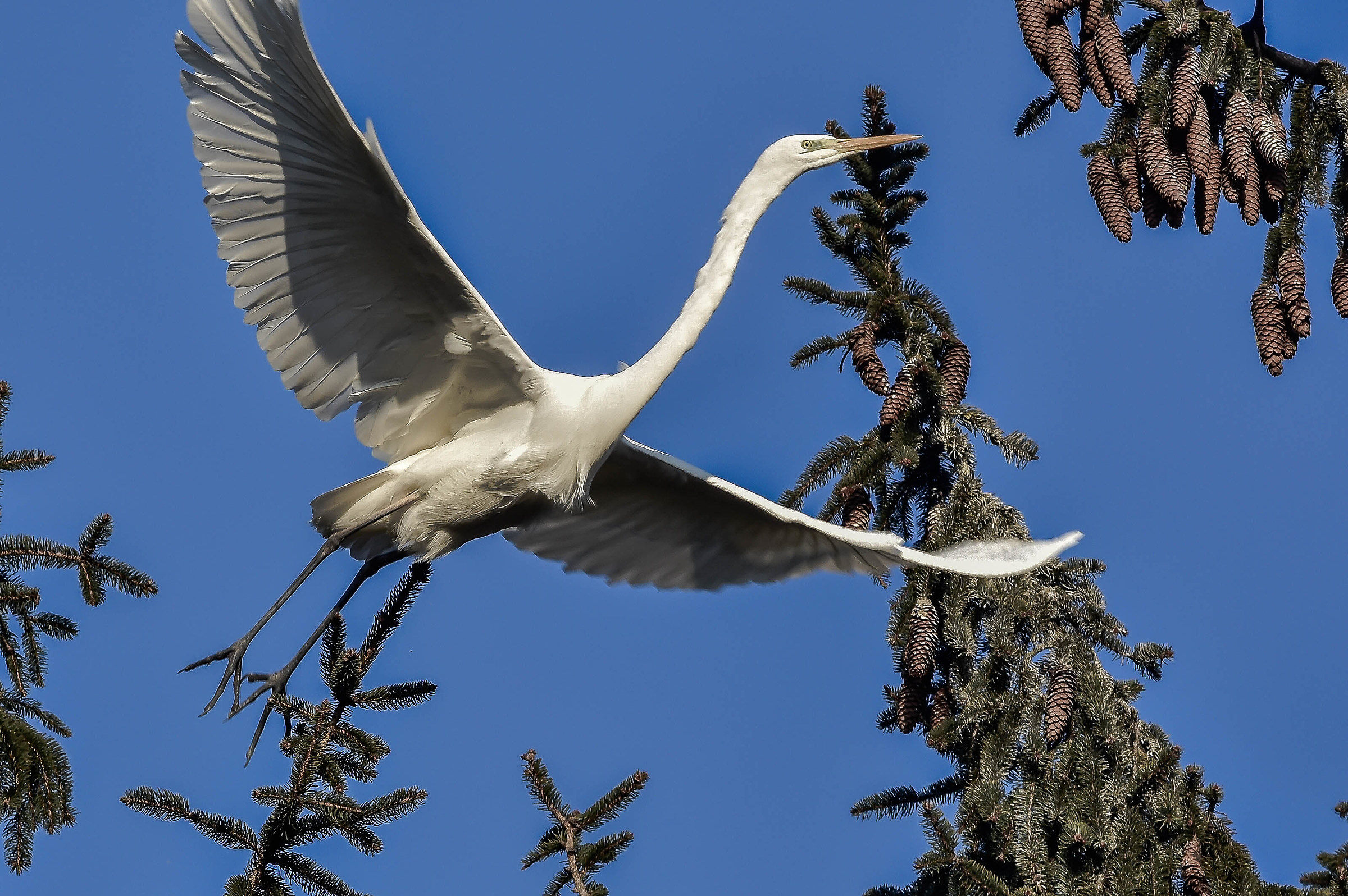 White heron