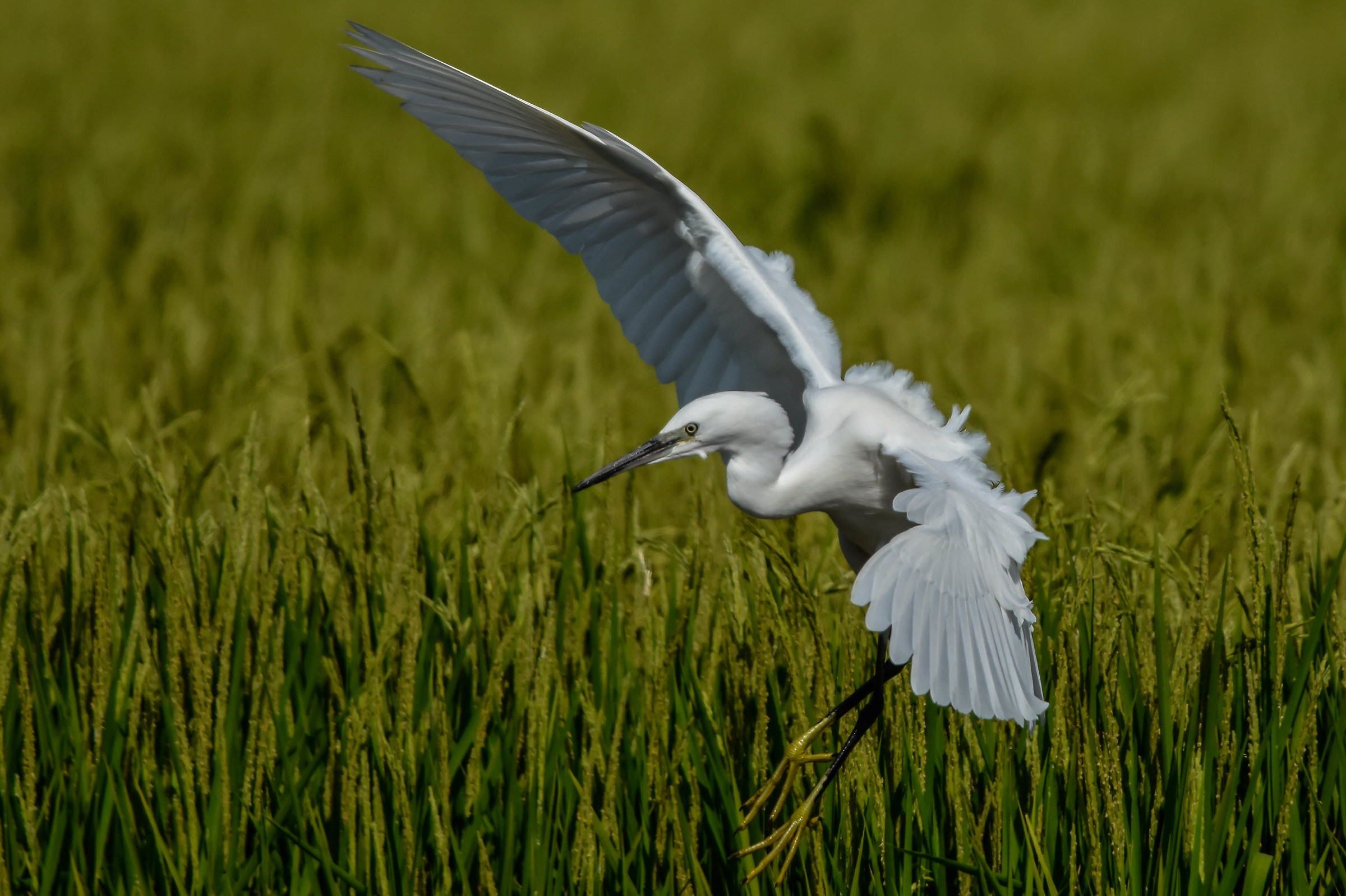 Egret