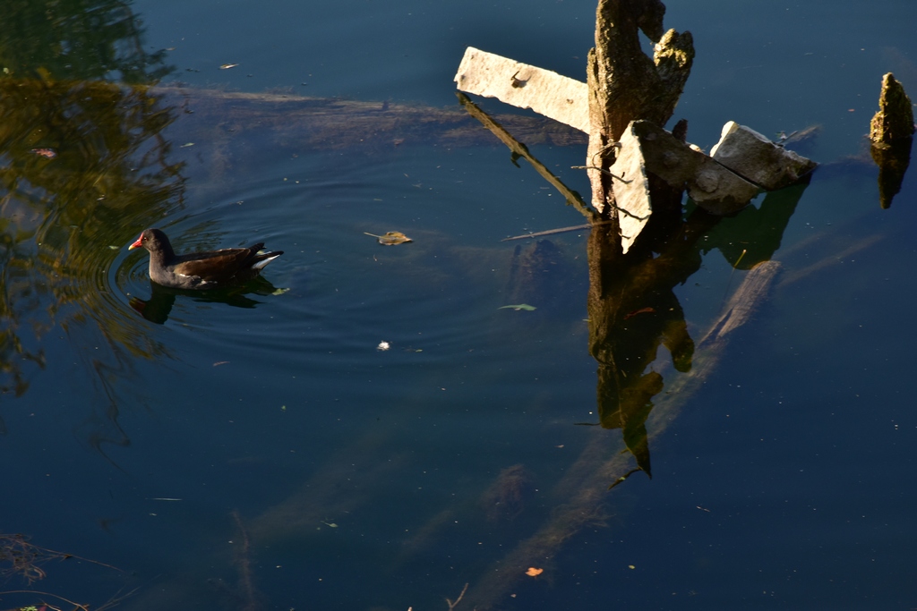 Trasparenze sull'Acqua