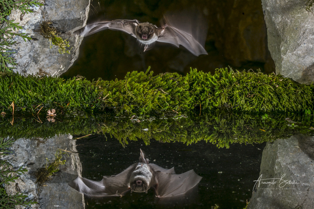 Bat at the Field of Flowers