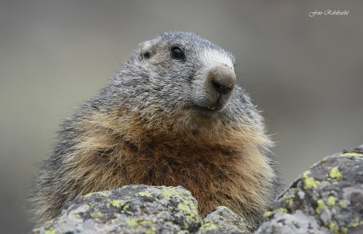 Marmotta...