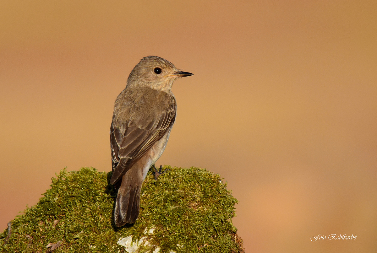 Pigliamosche...prime luci...