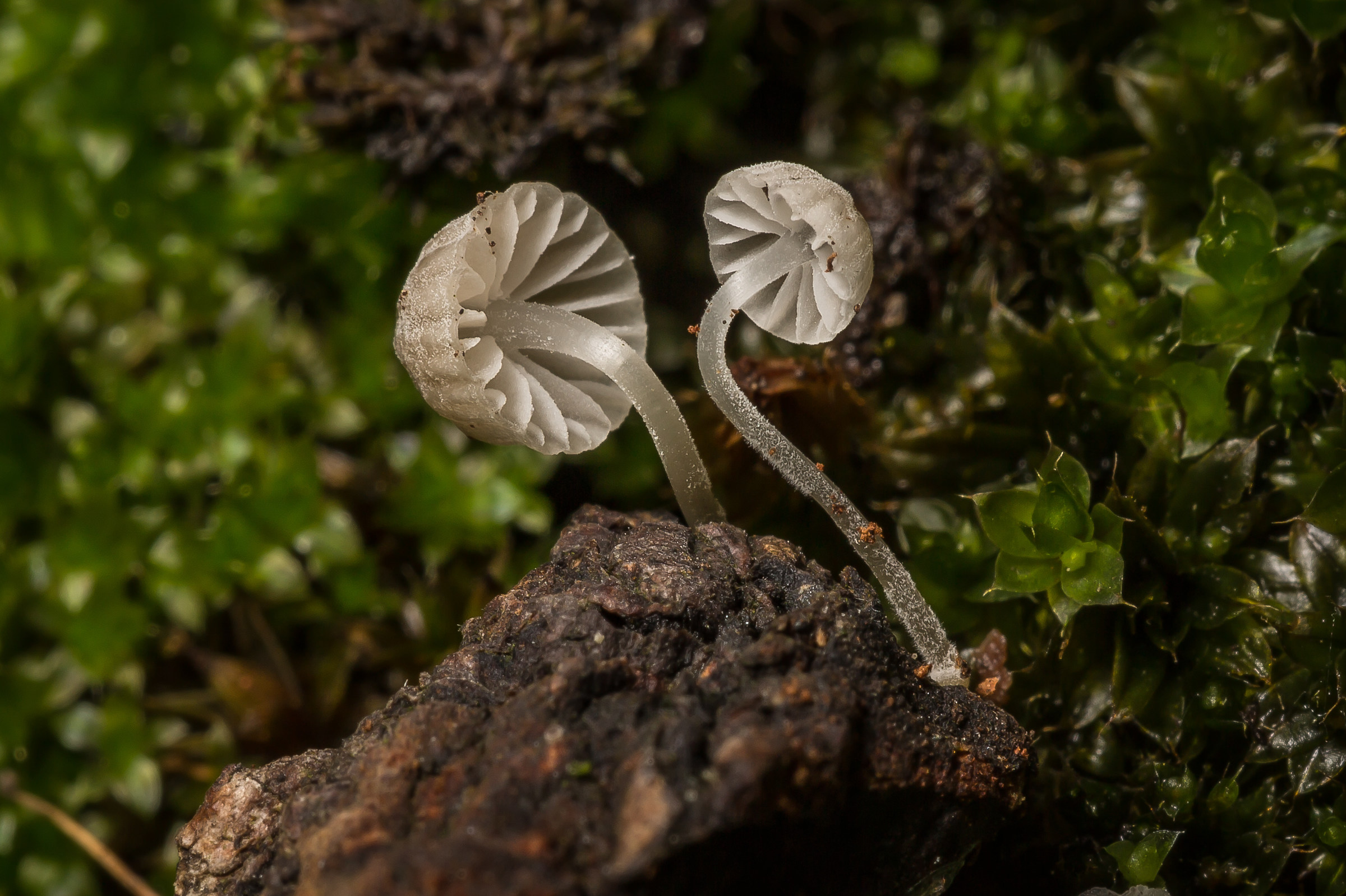 Porcino in the beech tree