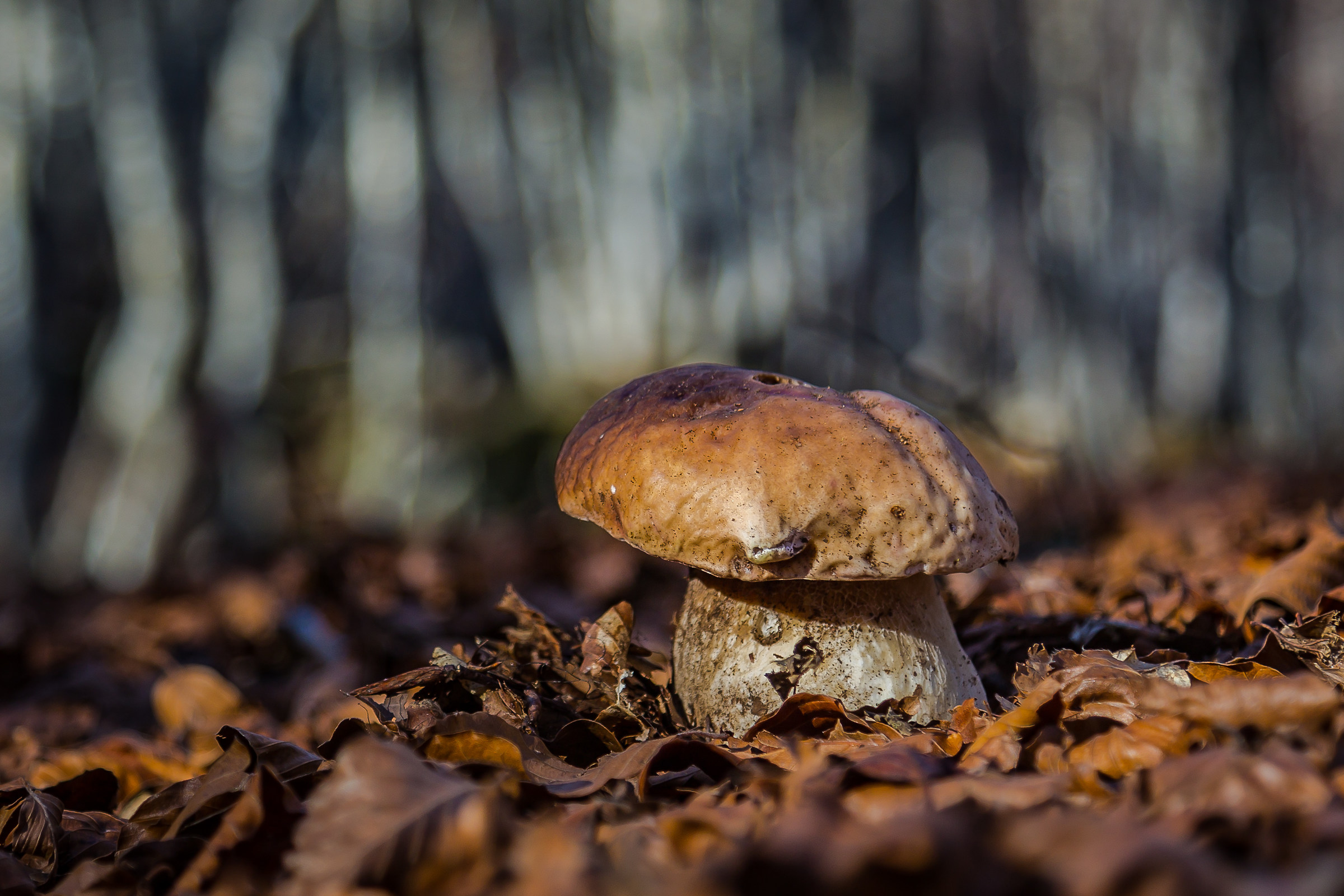 Porcino in the beech tree