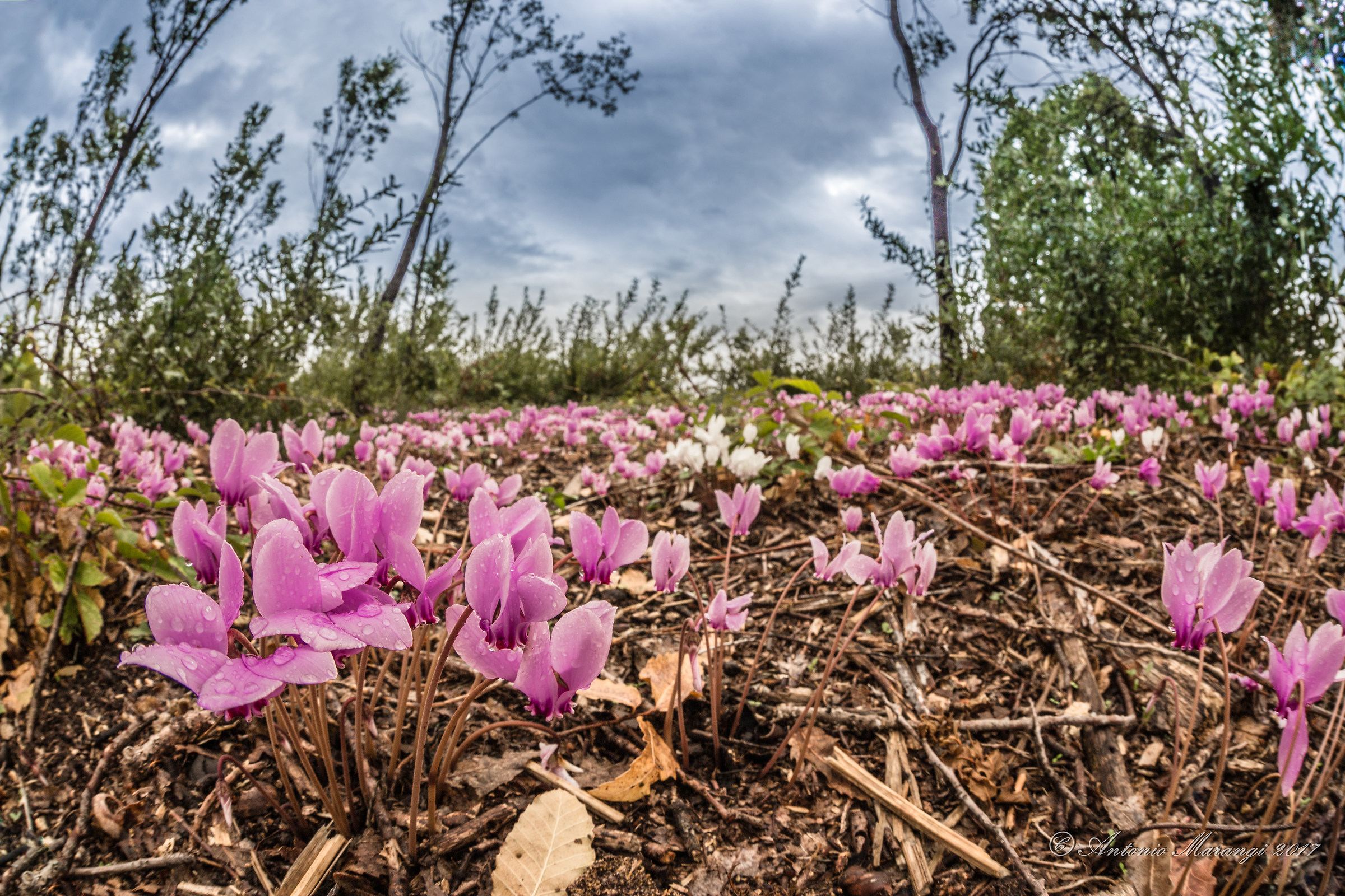a lawn of cyclamen