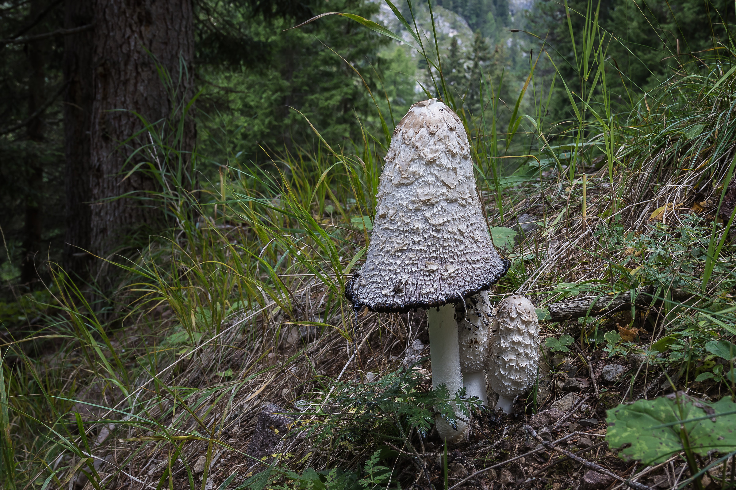 Coprinus comatus