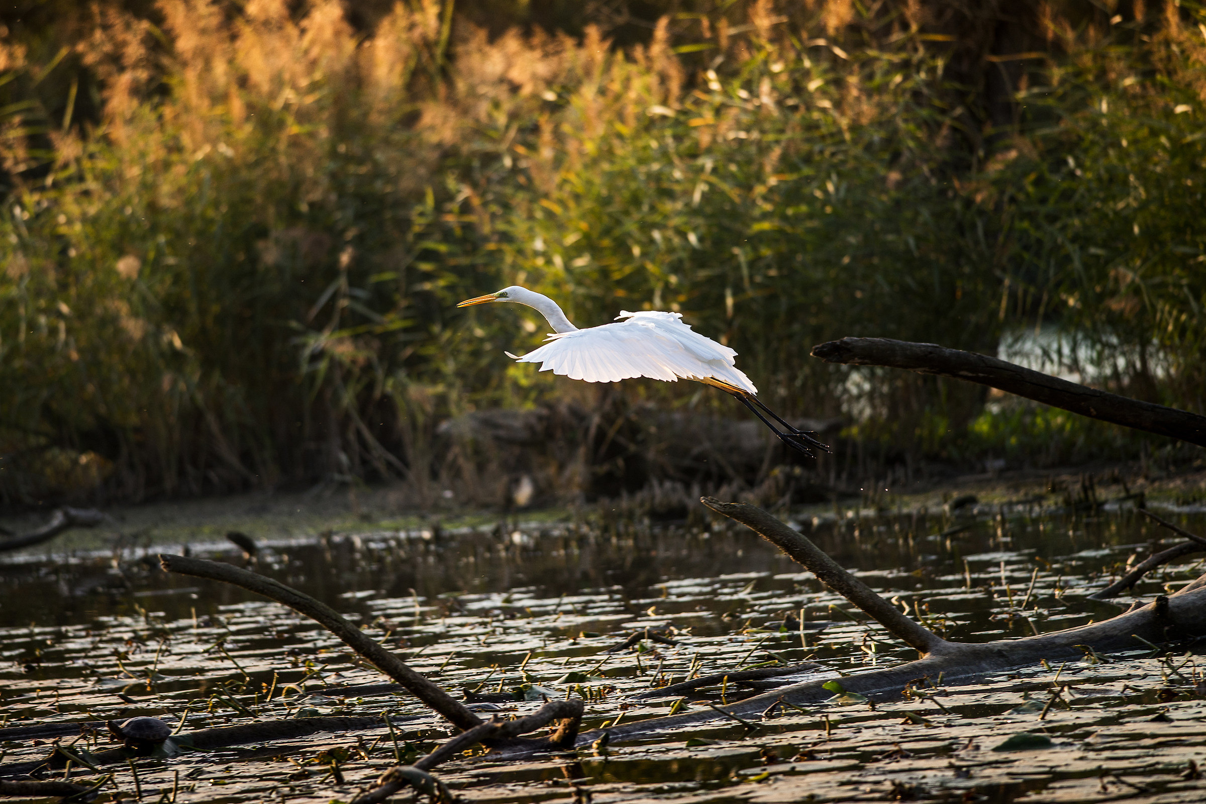 Light beating of wings