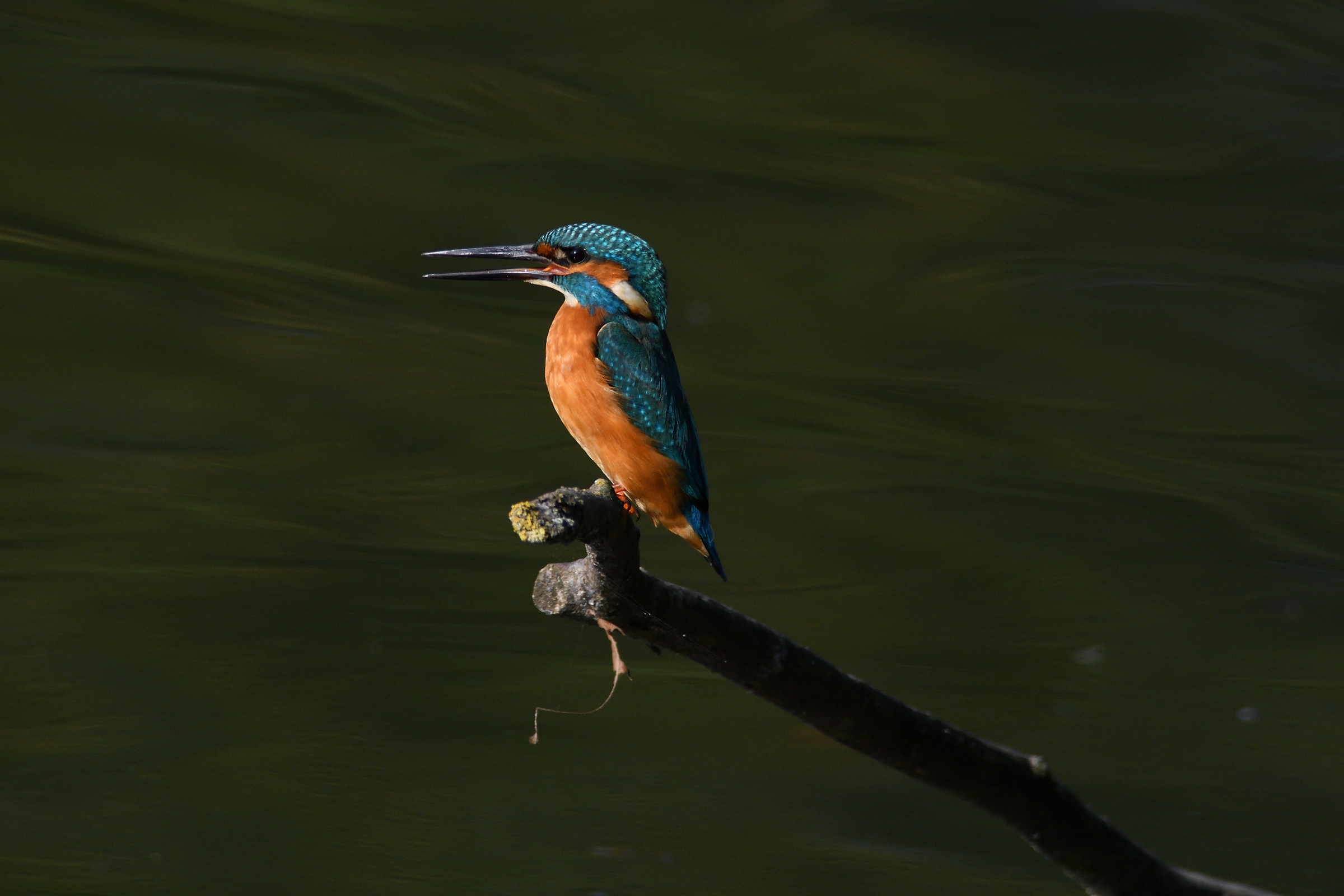 Kingfisher