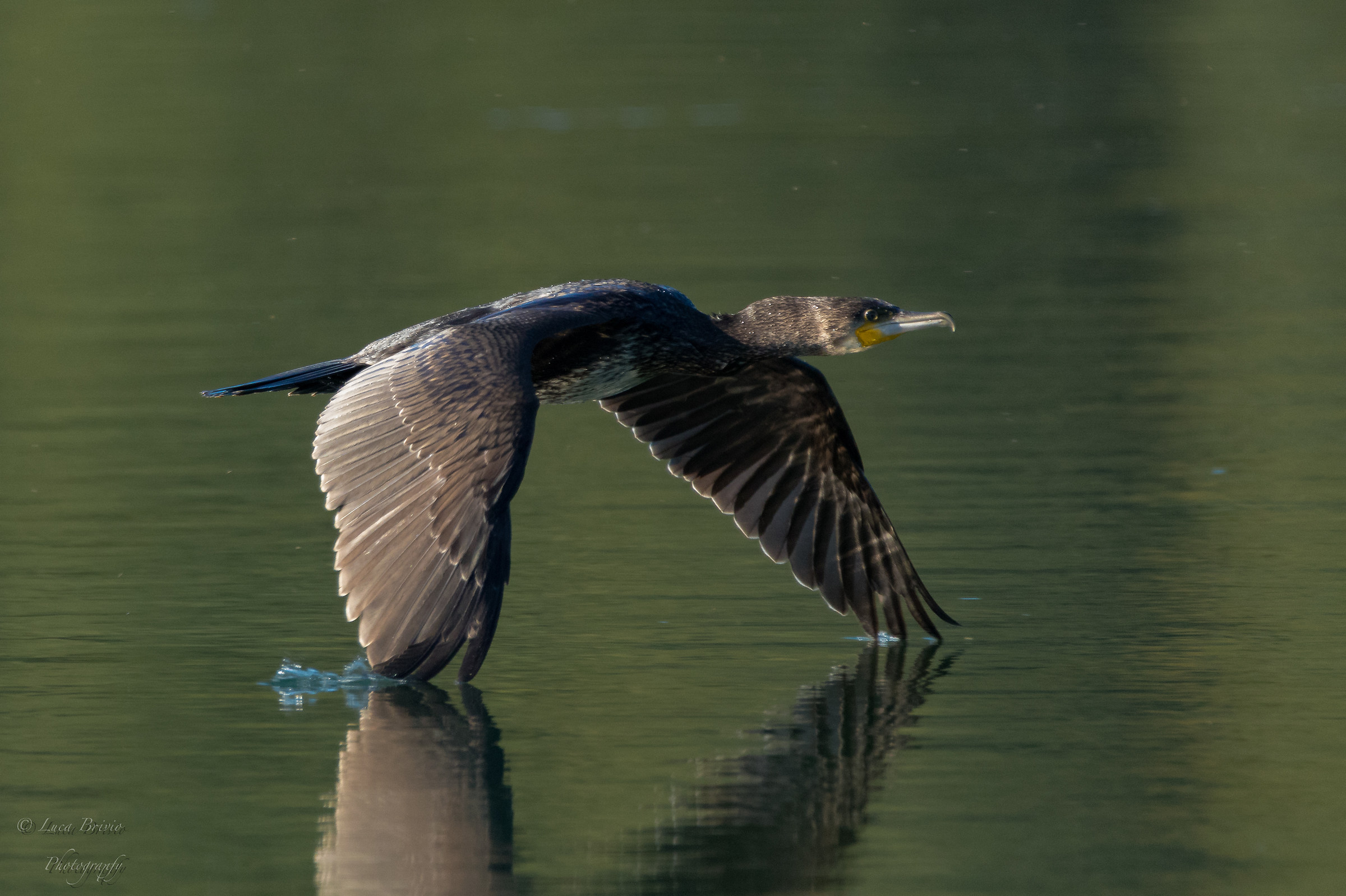 Cormorano