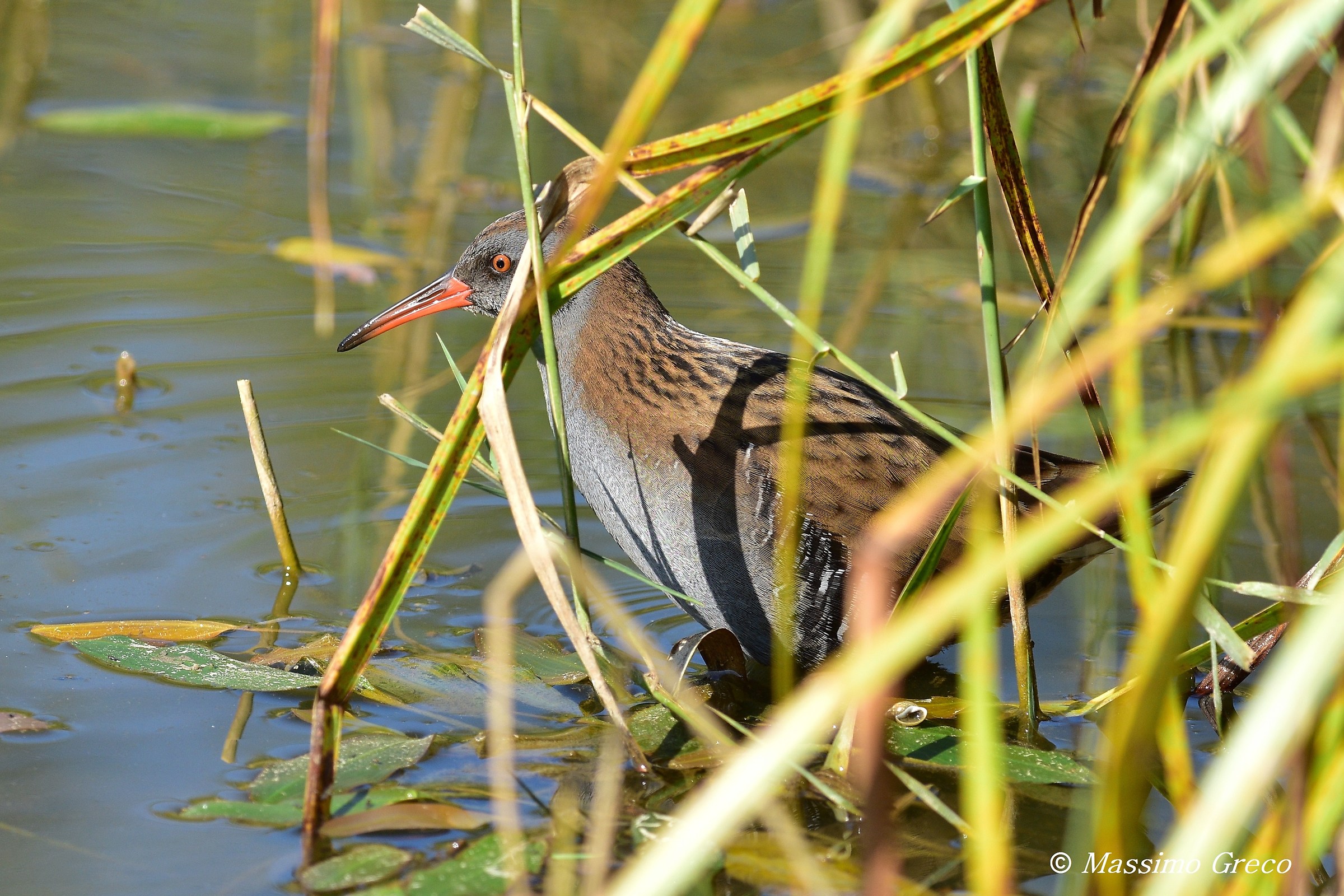 Porciglione (Rallus aquaticus)