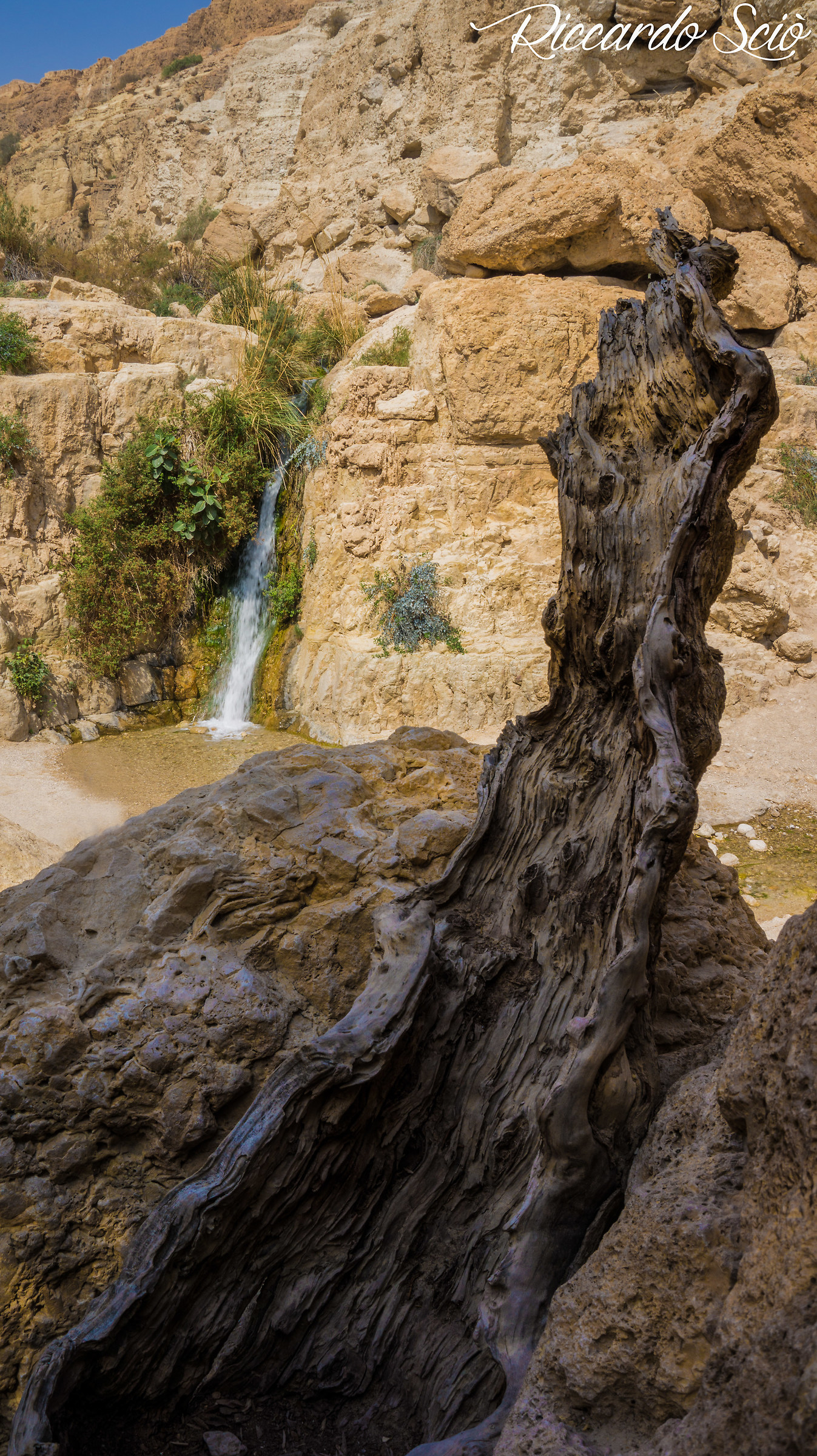 Ounces of Ein Gedi