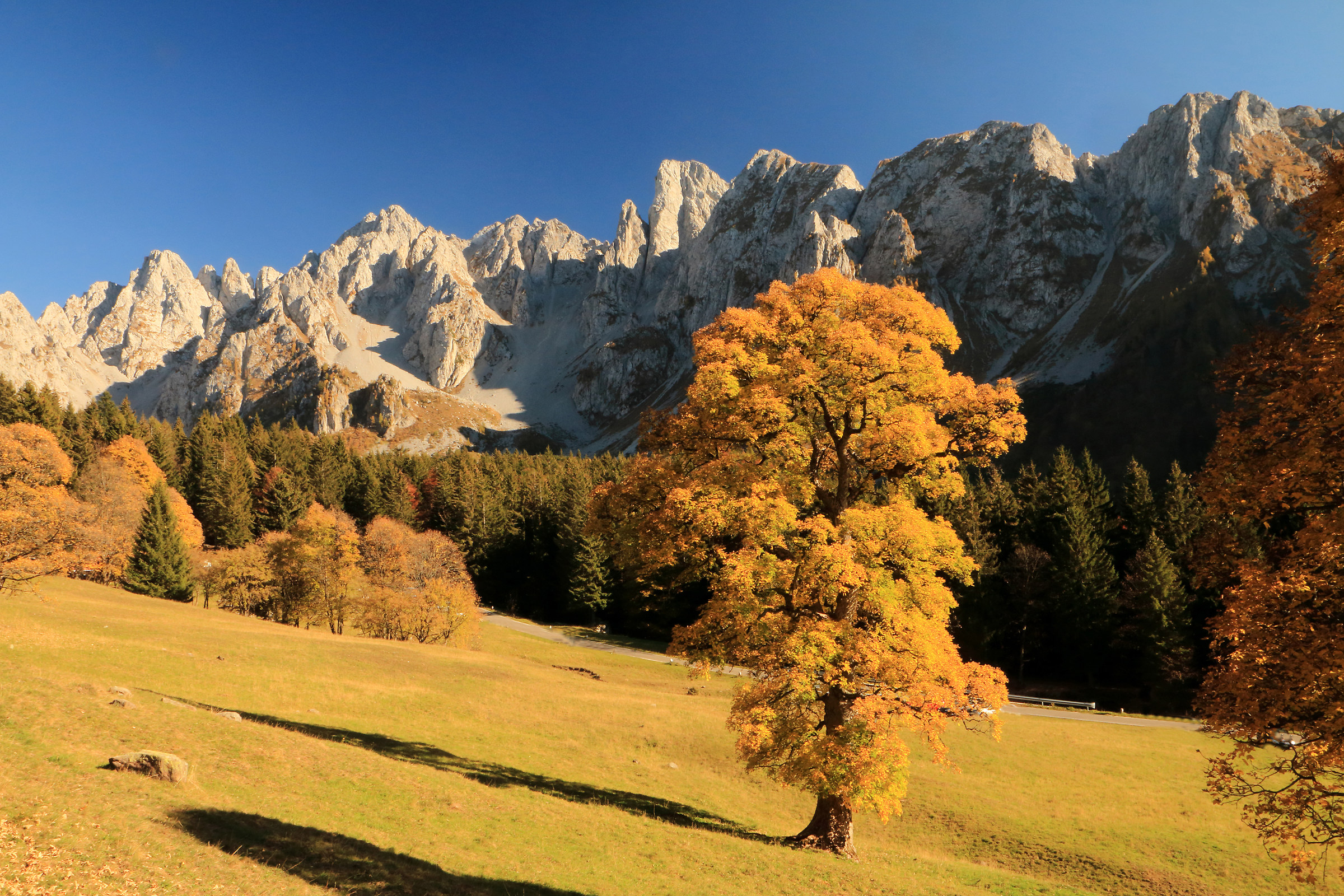 gli aceri dei Campelli