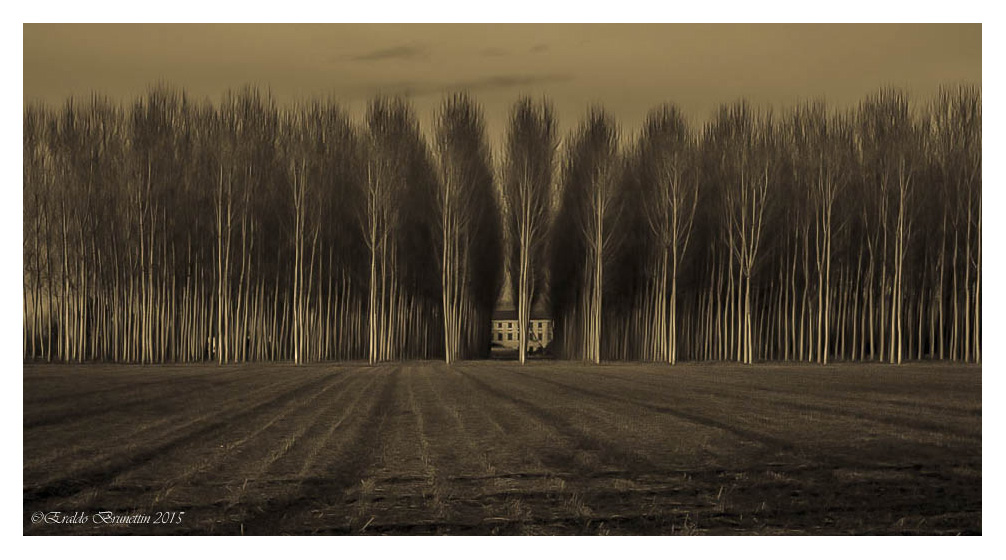 The house behind the poplars.