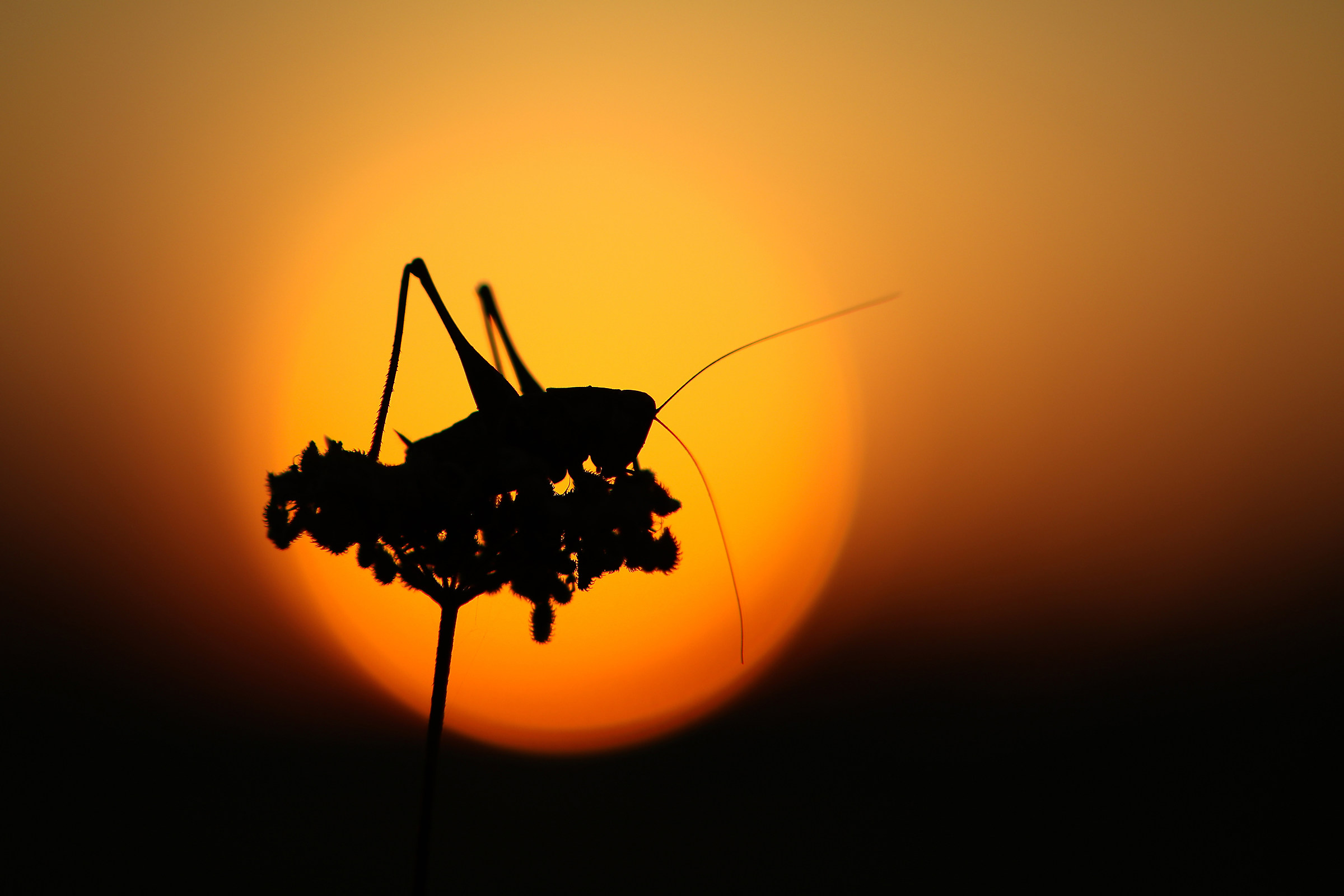 Pholidoptera griseoaptera, female