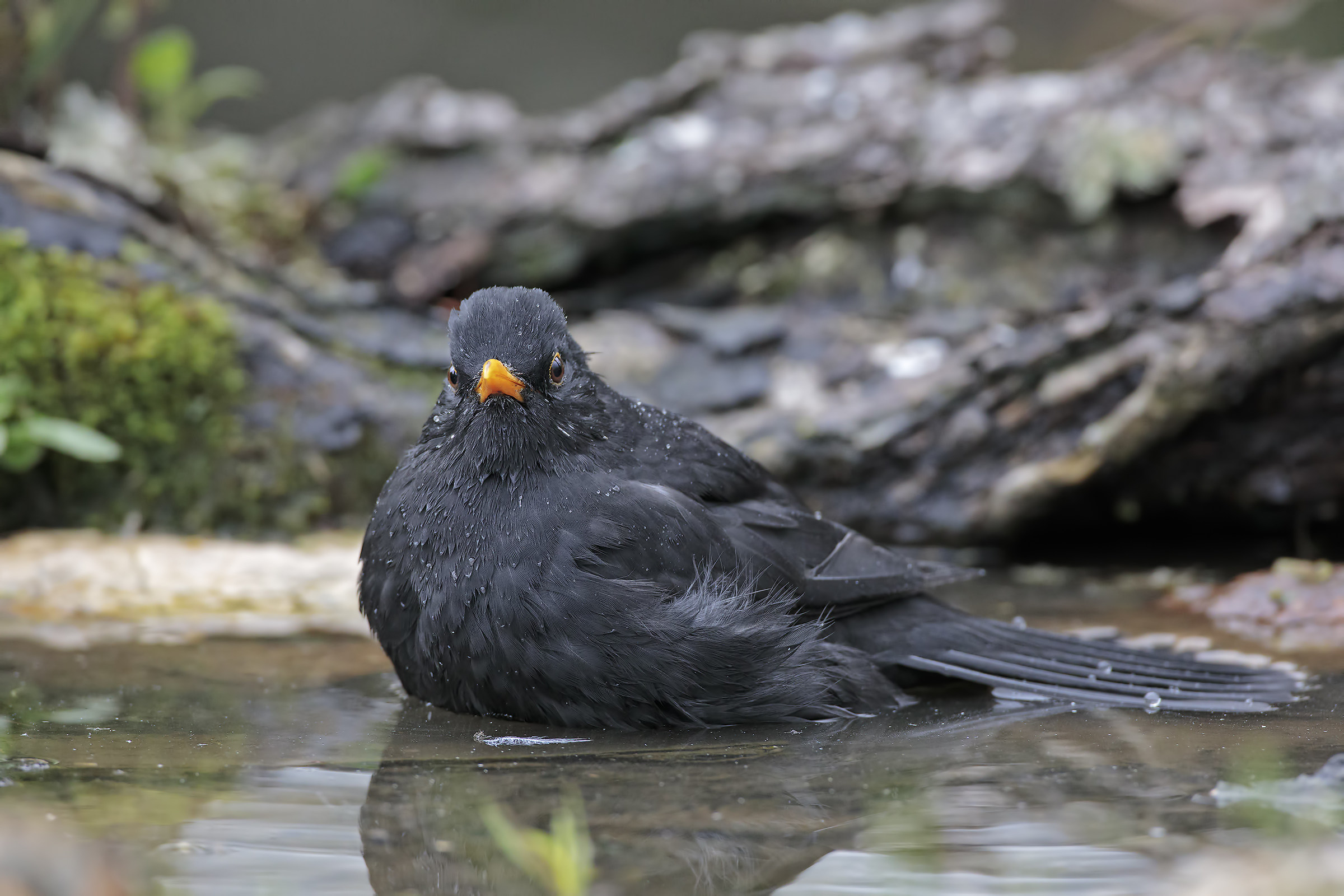 La bellezza del merlo