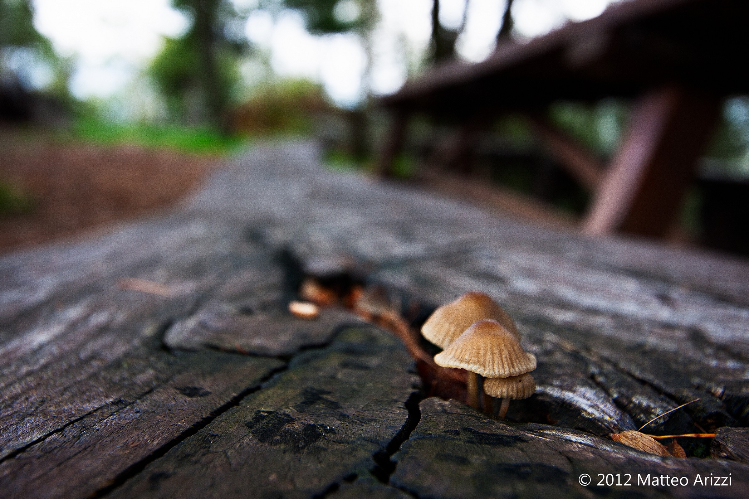 Autunno bergamasco 1