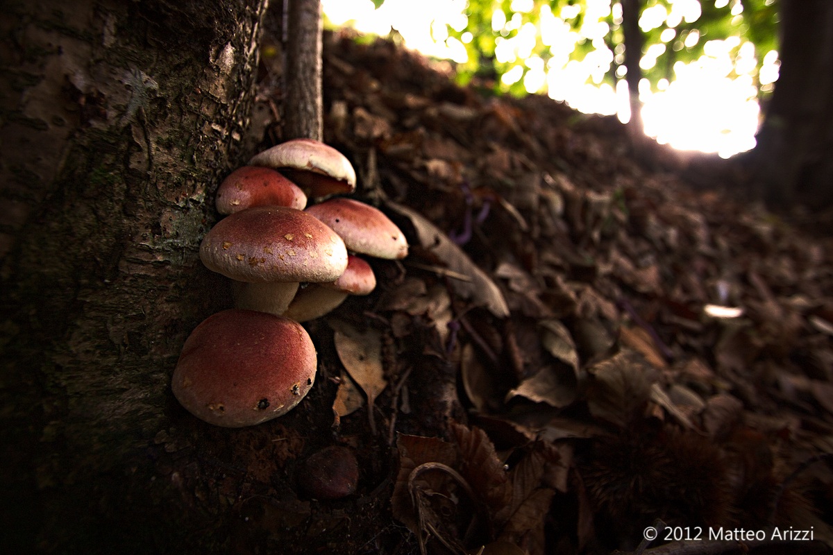 Autunno bergamasco 2