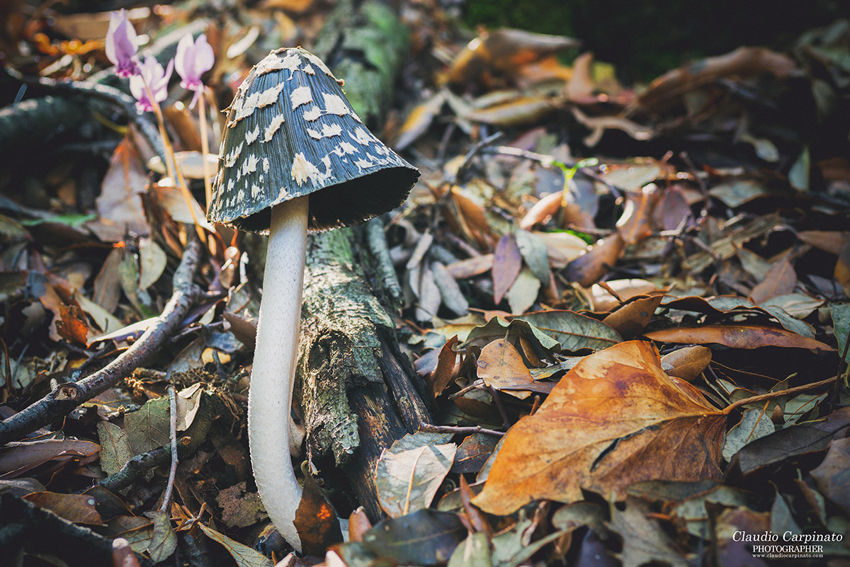 Coprinus Picaceus o Comatus?