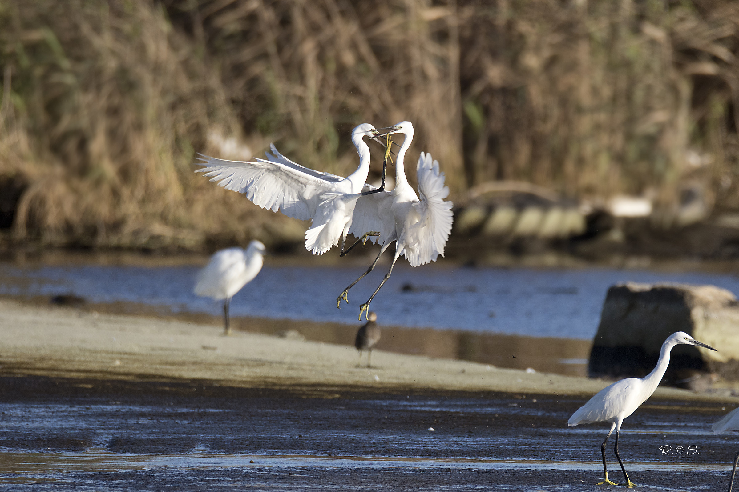 Combat between goblins