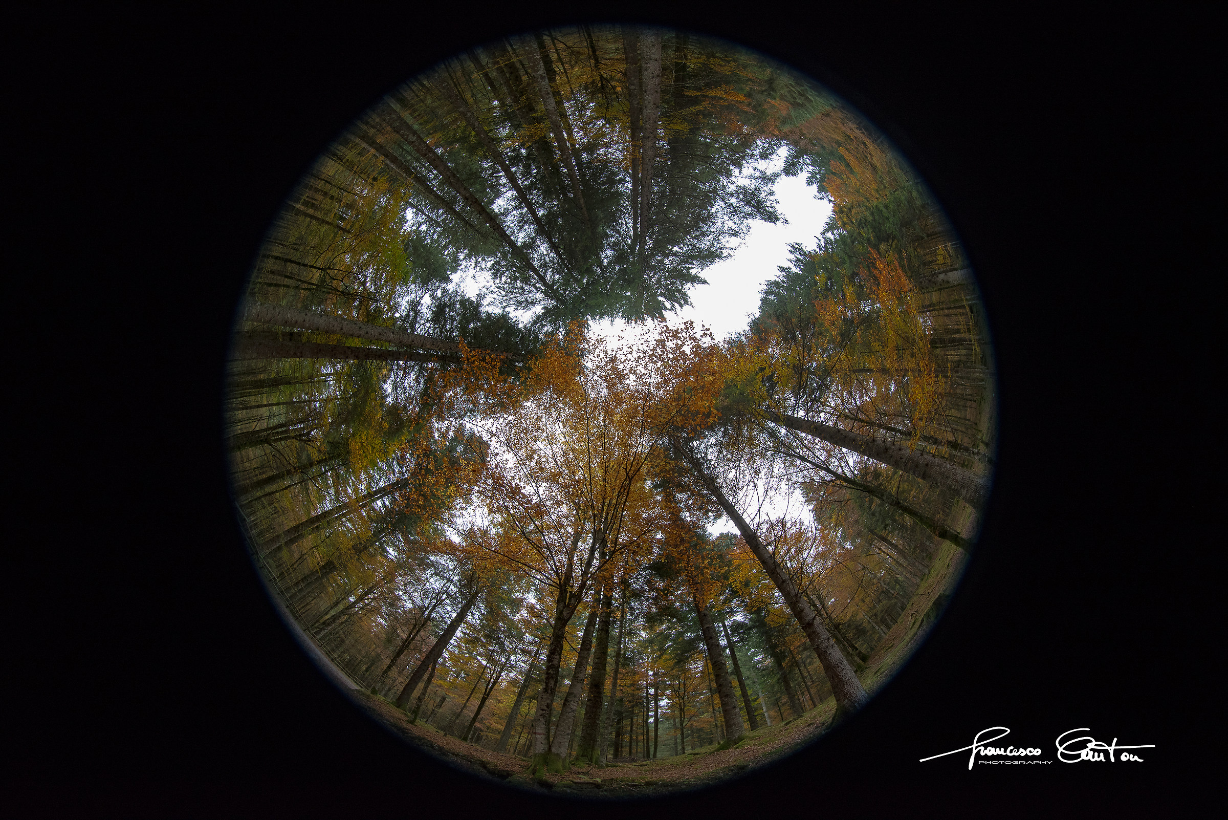 Cansiglio the forest