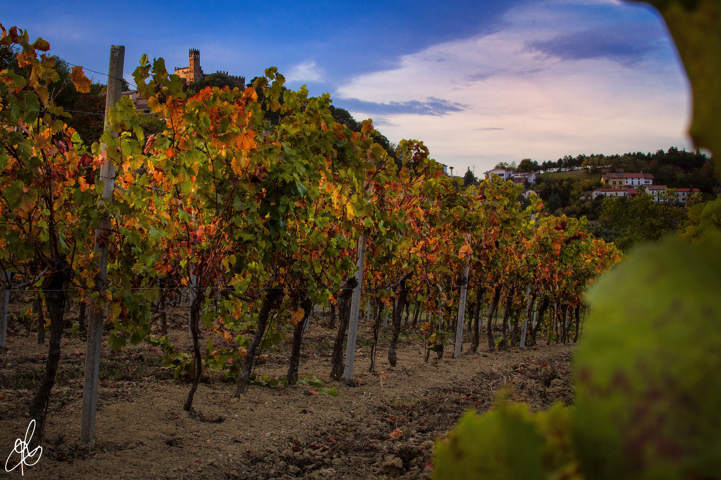 The vineyard of the Castle