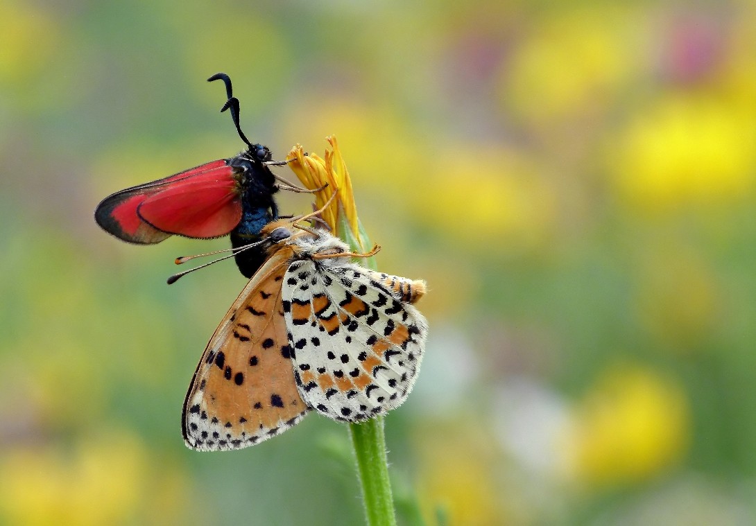Duello tra i colori..........