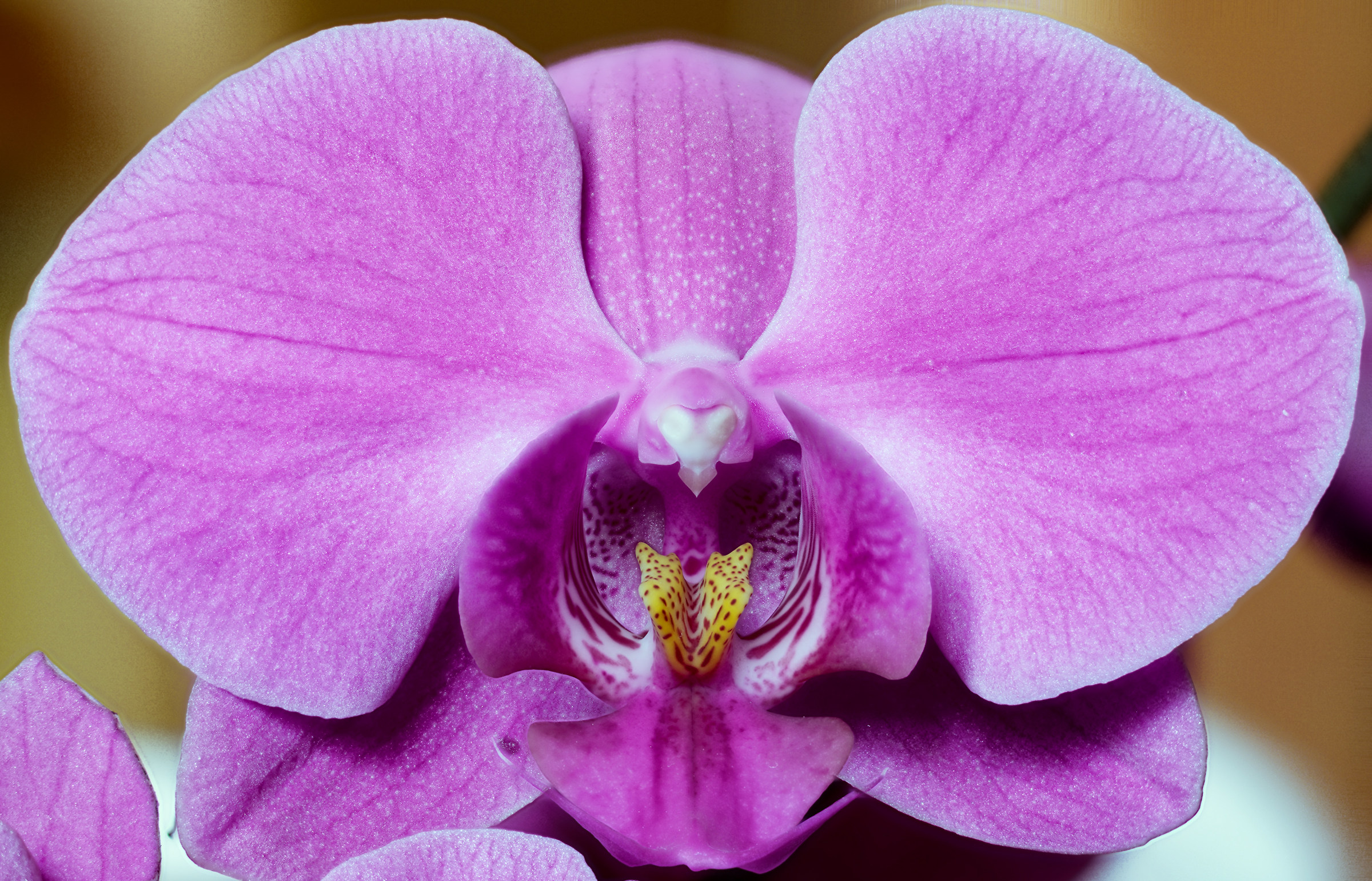 Orchid