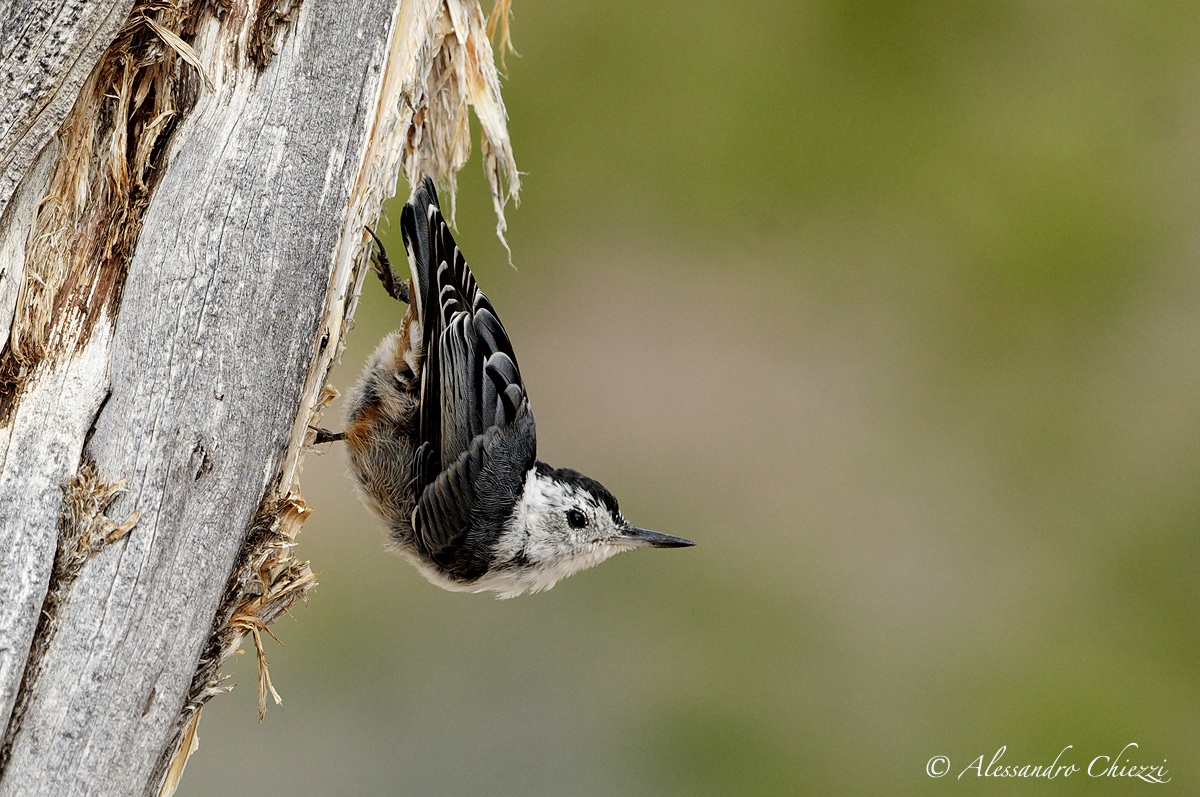 Nuthatch chested white