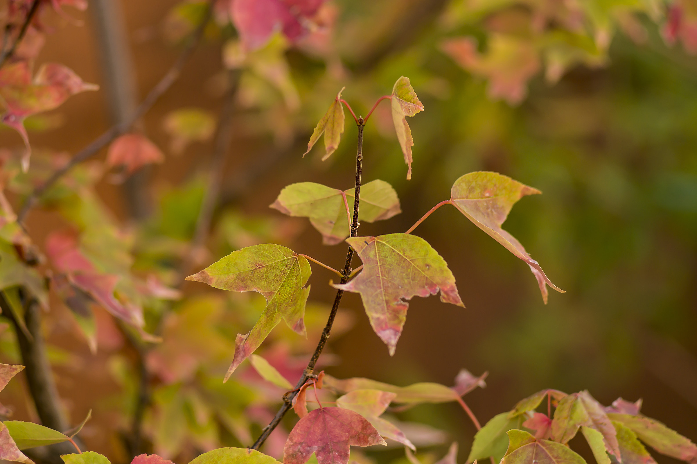 Acero tridente in autunno