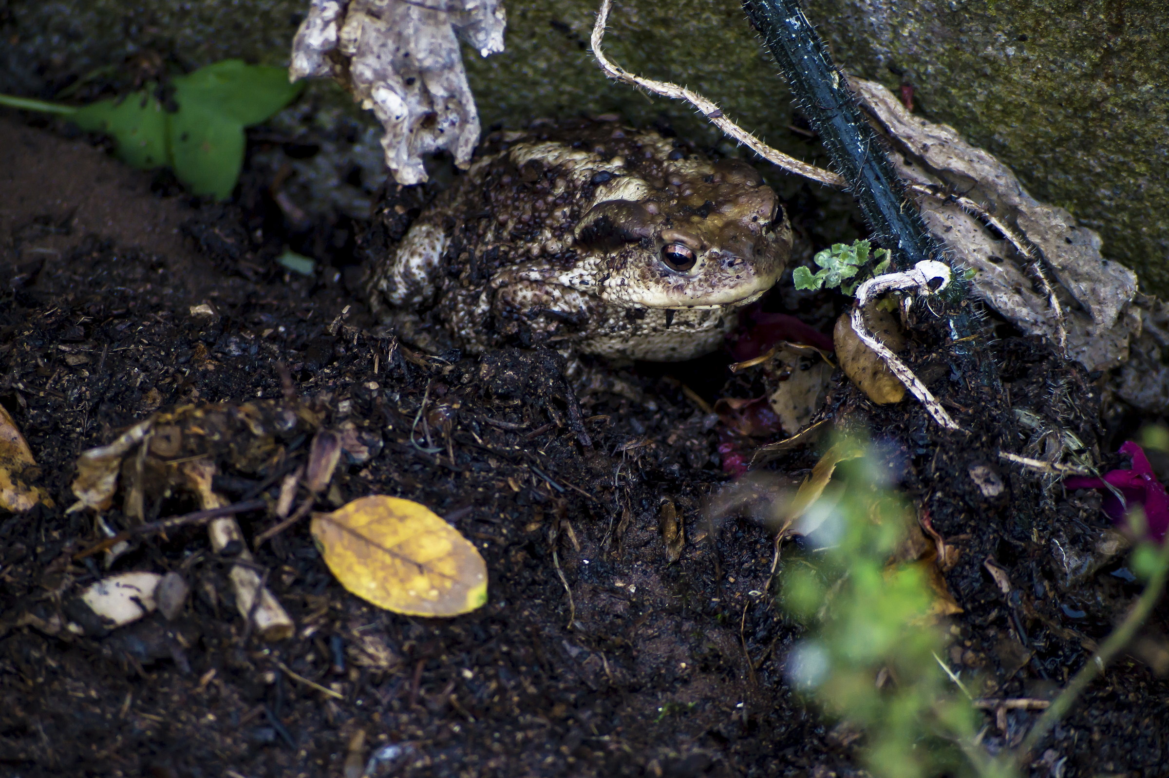 Un rospo inconfondibile !