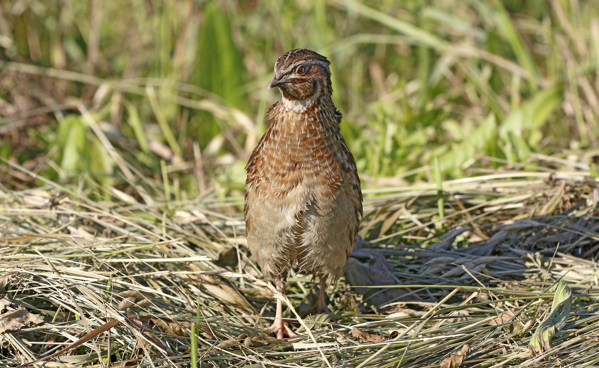 Quaglia - Coturnix coturnix