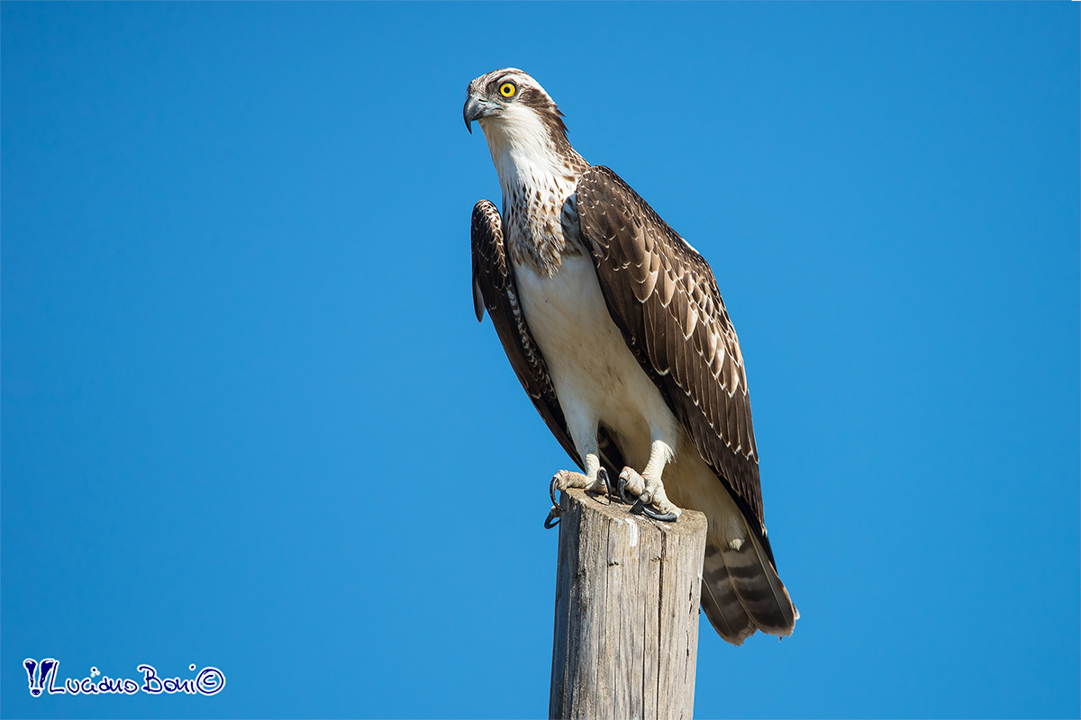 Osprey
