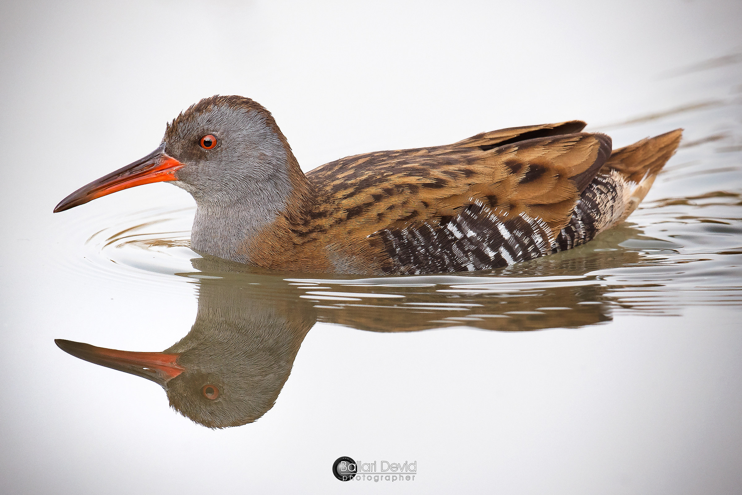 Water Rail