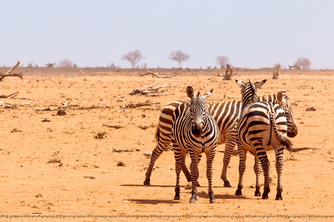zebre in primo piano