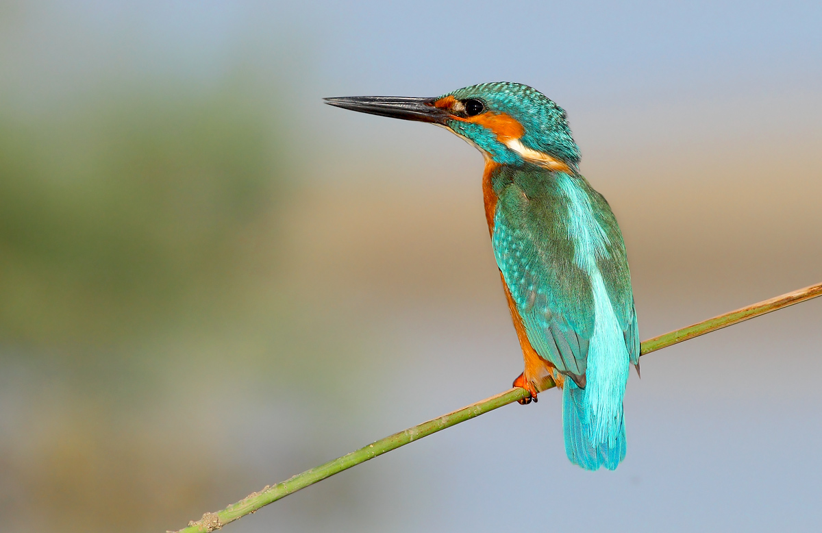 Kingfisher