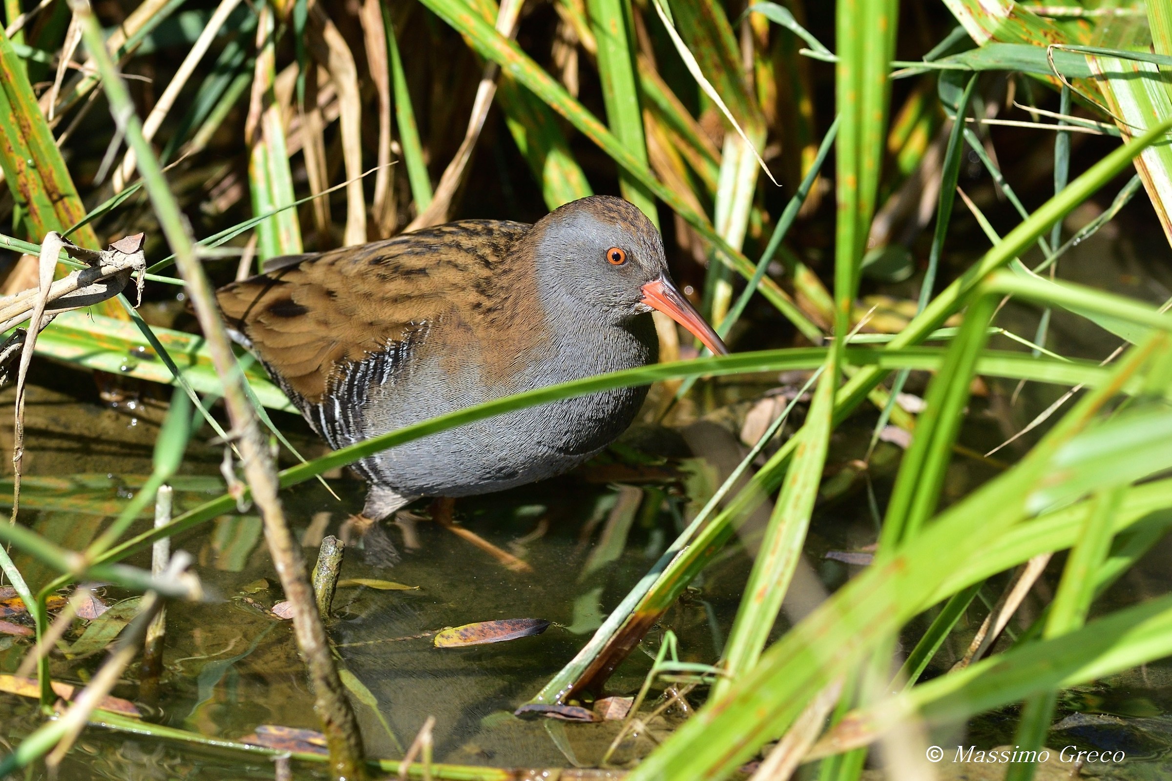 Porciglione (Rallus aquaticus)
