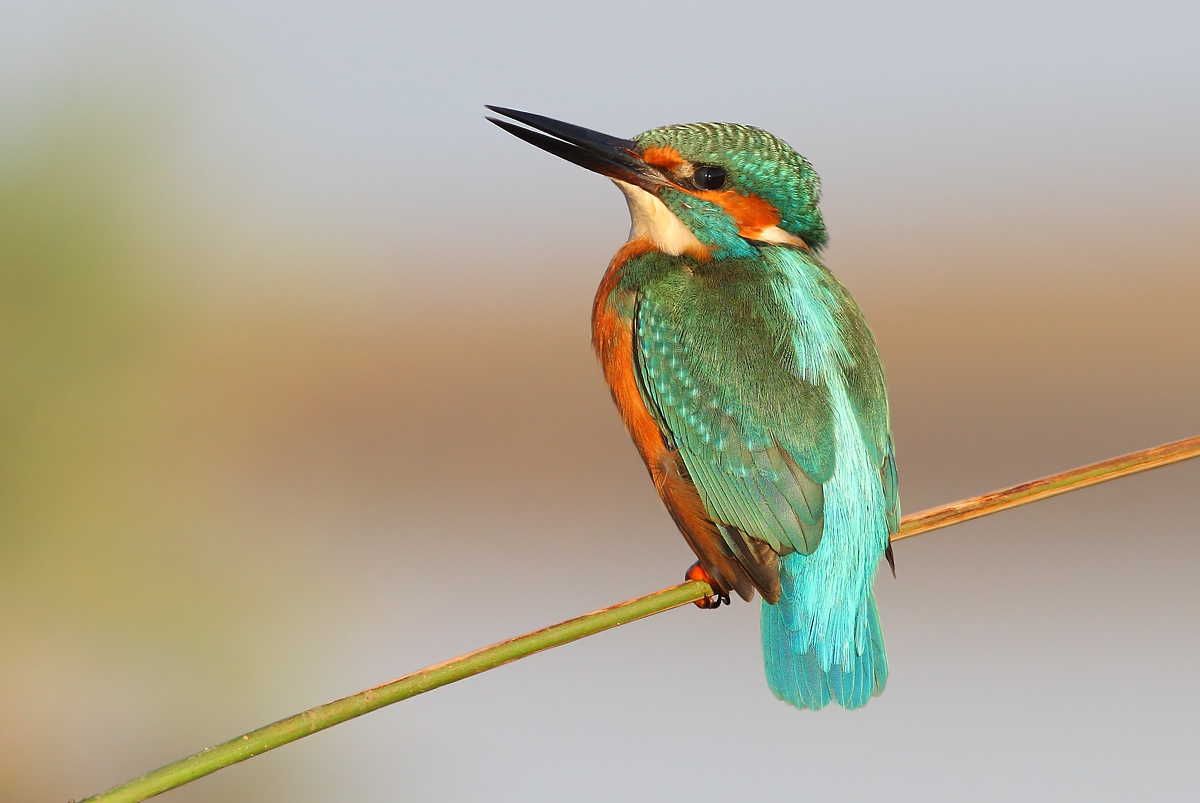 Kingfisher