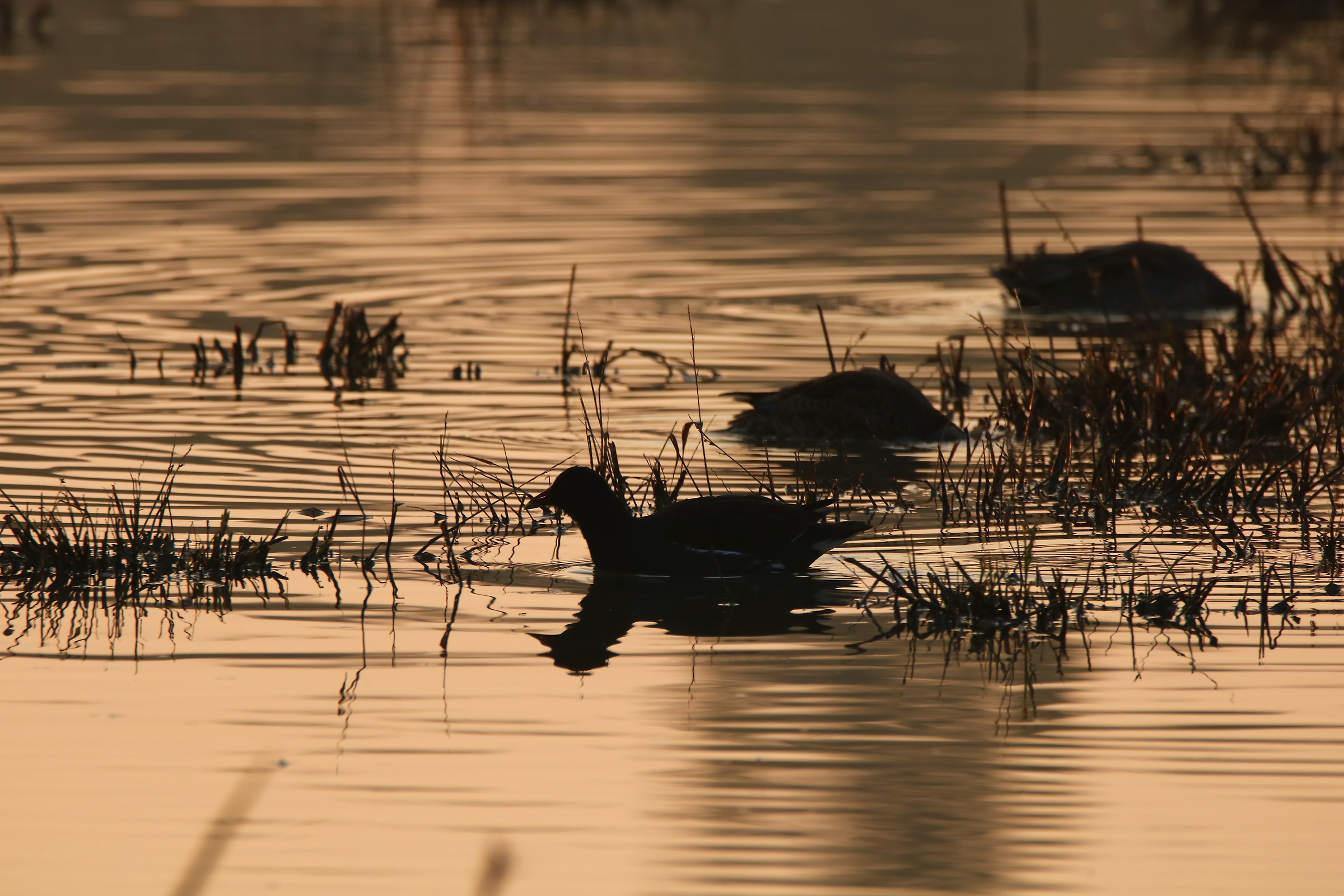 waiting for the sun ...