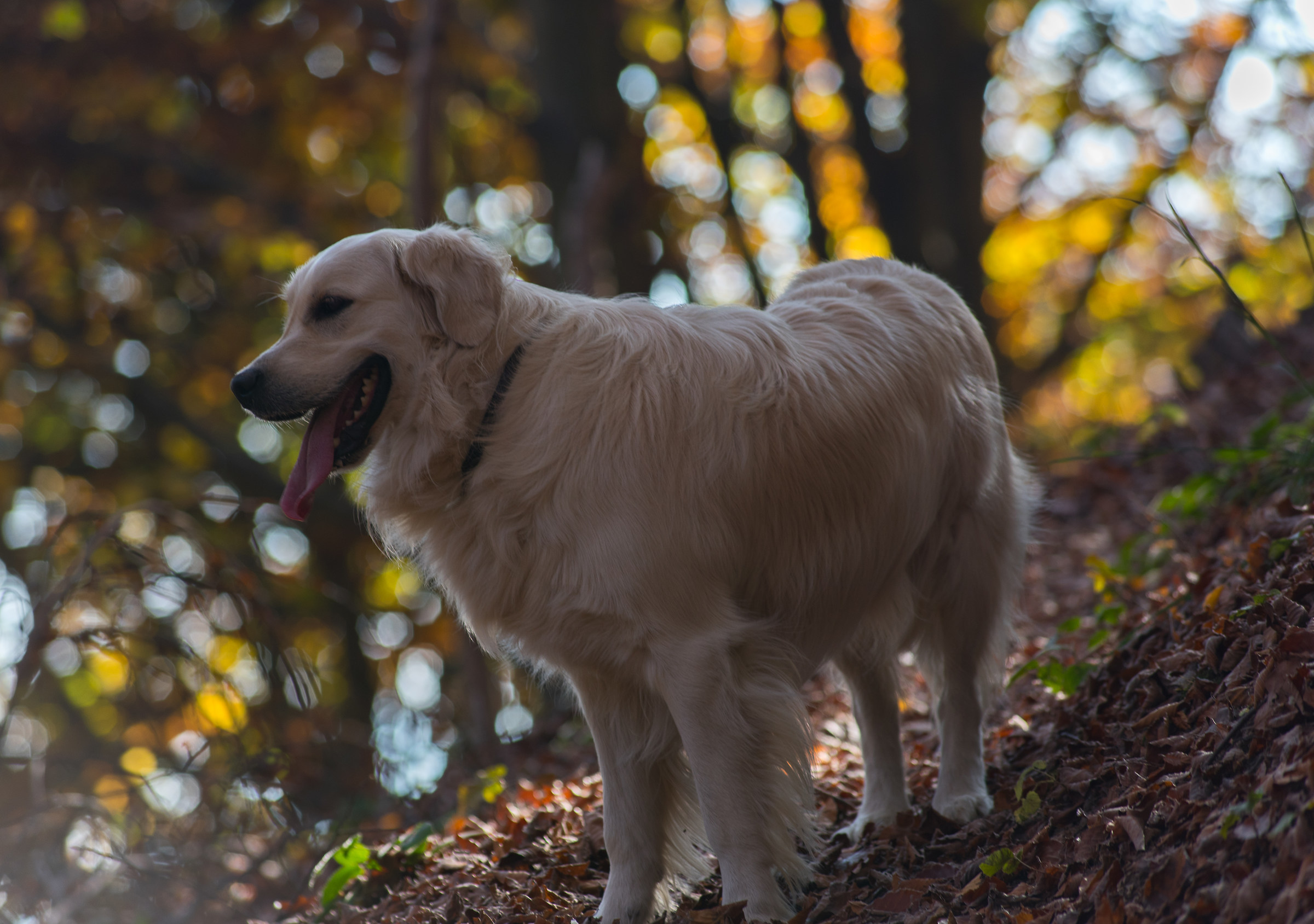 Dylan nel bosco di faggi