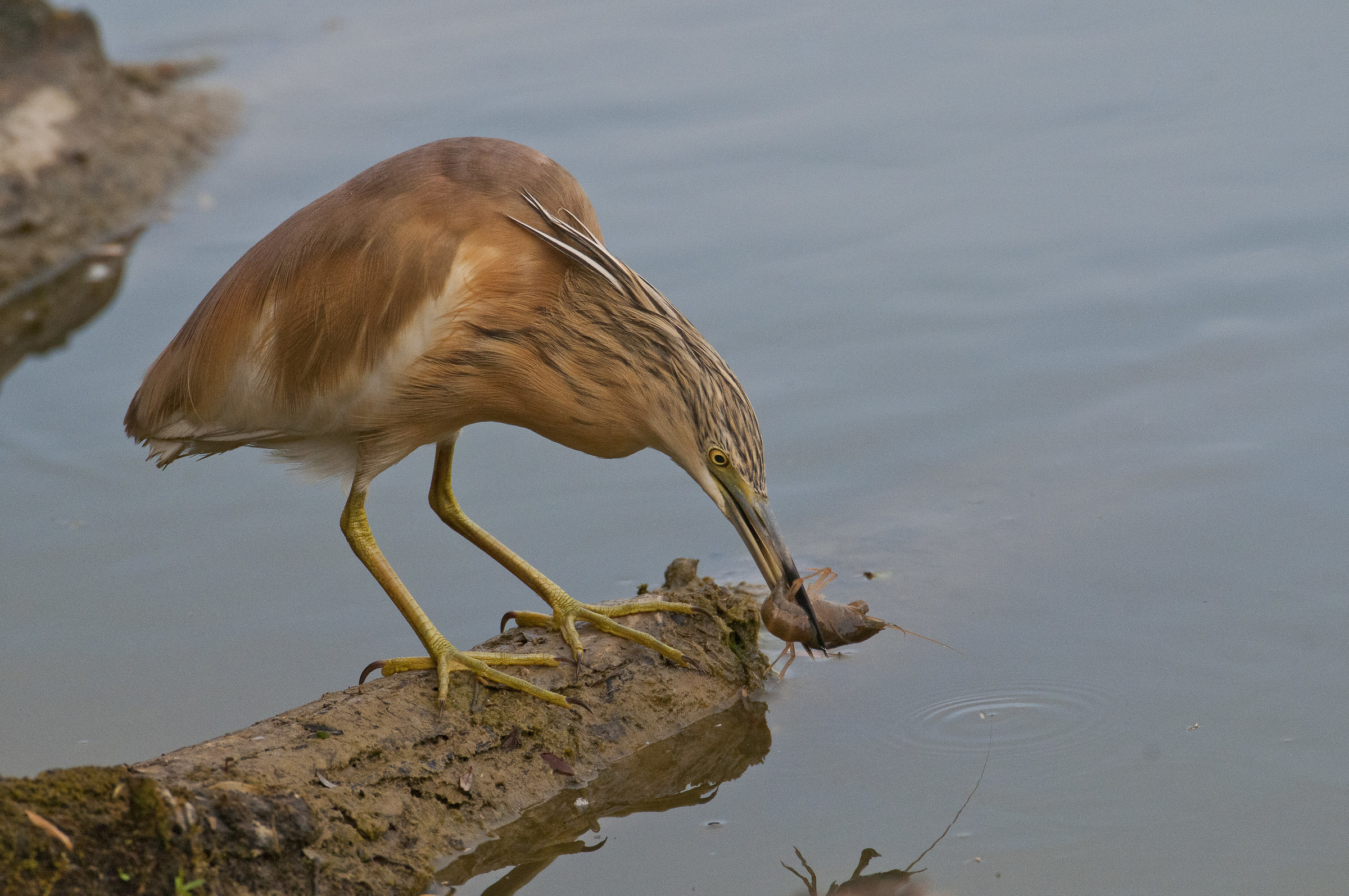 Shrub Sgarza (Ardeola ralloides)